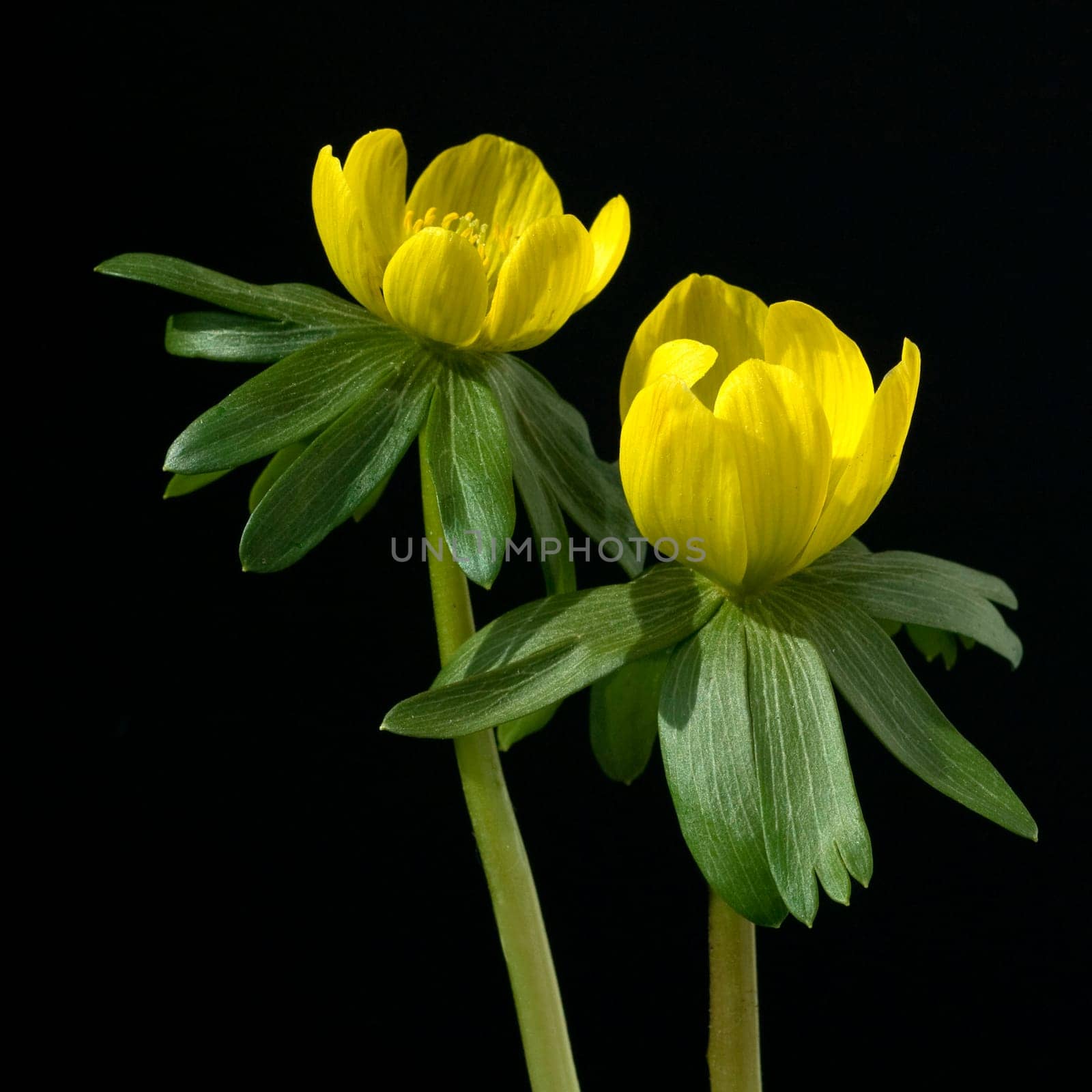 Winterling, Eranthis, hyemalis