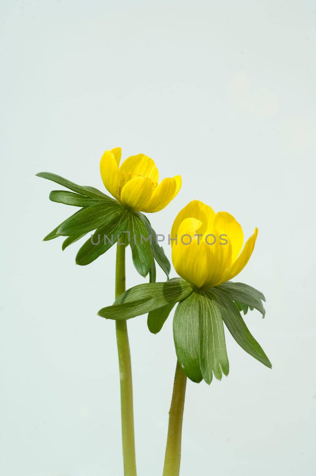 Winterling, Eranthis hyemalis