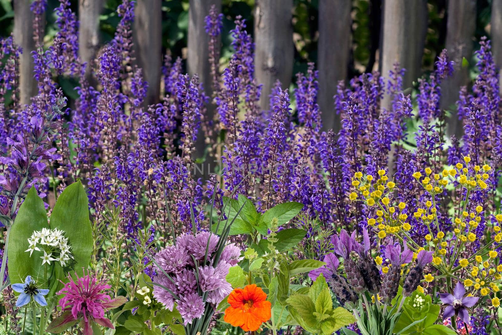 Heilpflanzenarrangement, Kraeuterbilder
