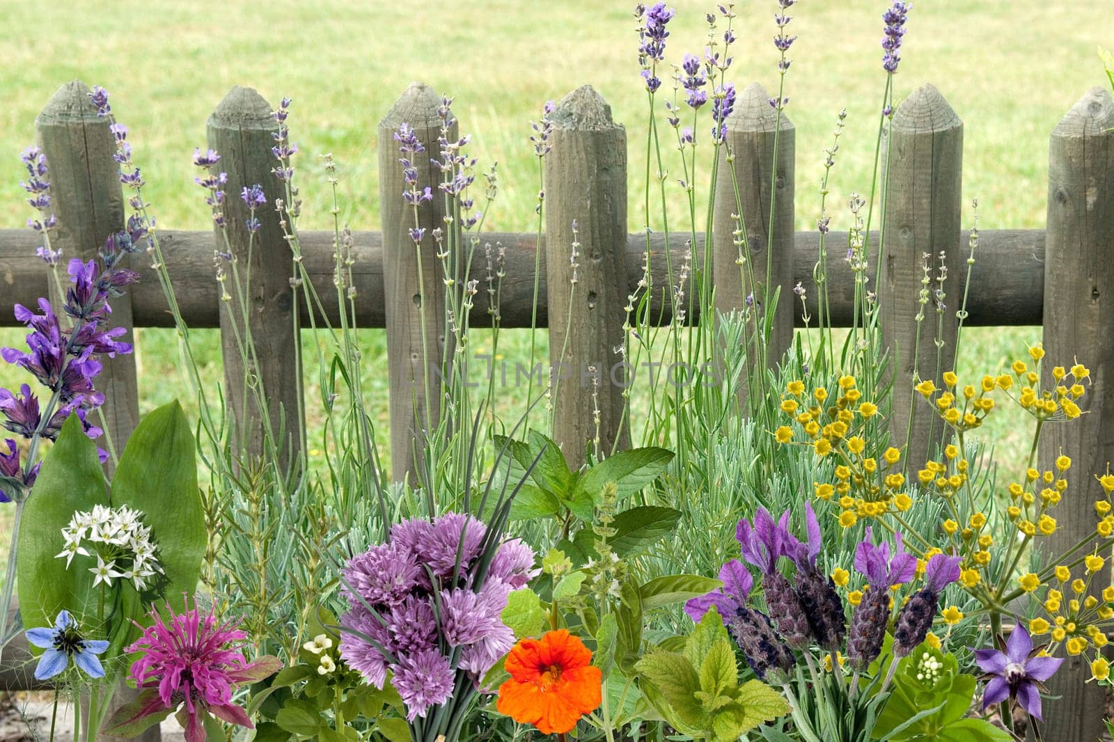 Kraeuterbilderarrangement, Kraeuter, Bilder, Holzzaun