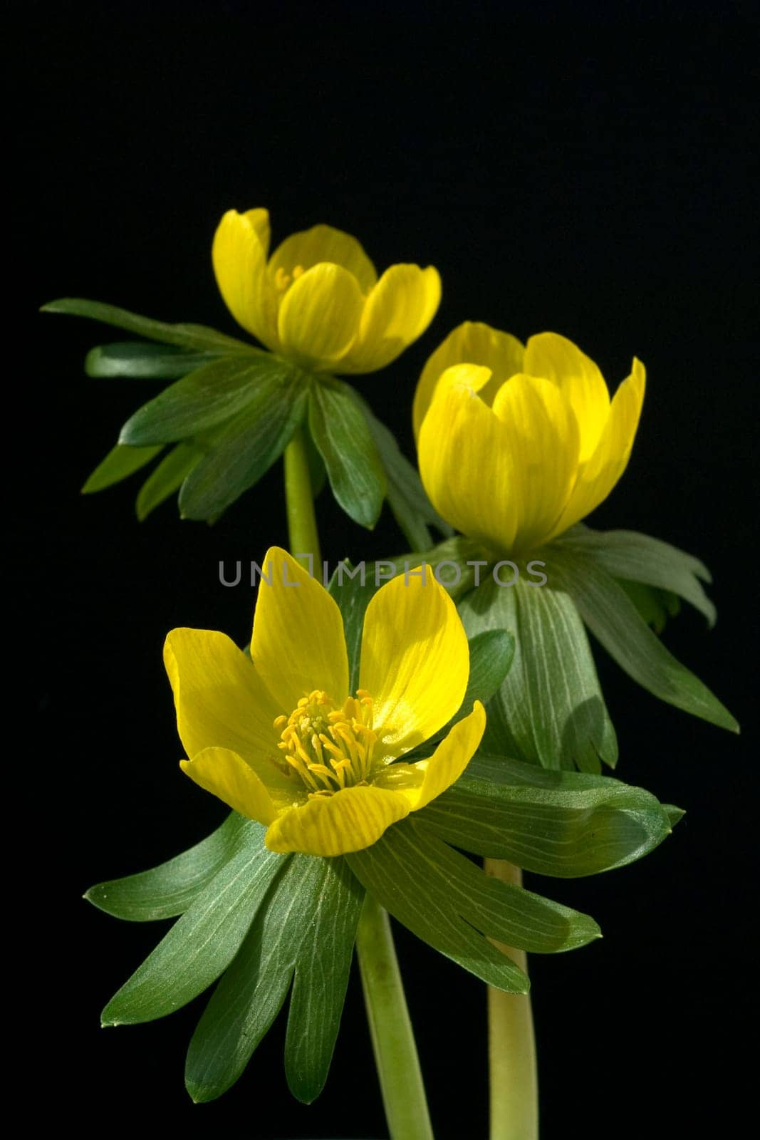 Winterling, Eranthis, hyemalis, -