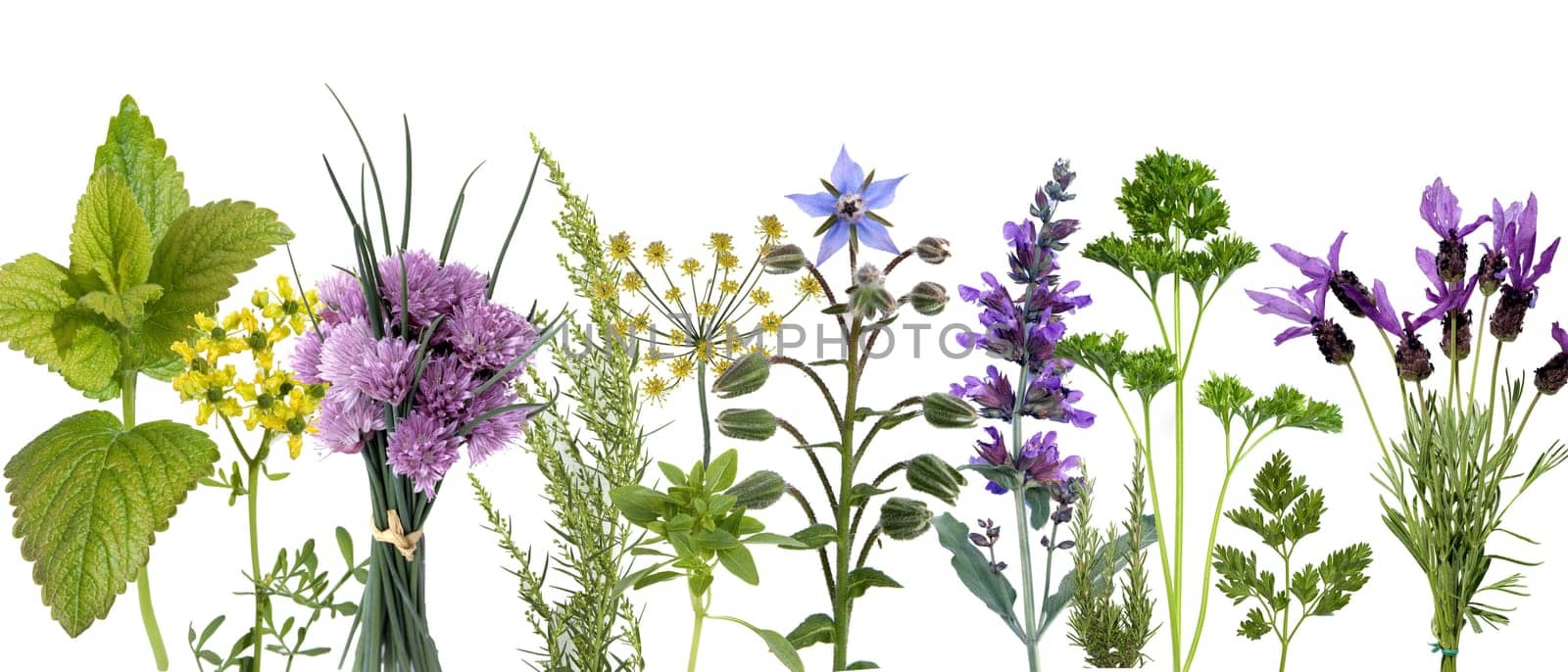 Kraeuterbilderarrangement, Kraeuterbilder, Bilder