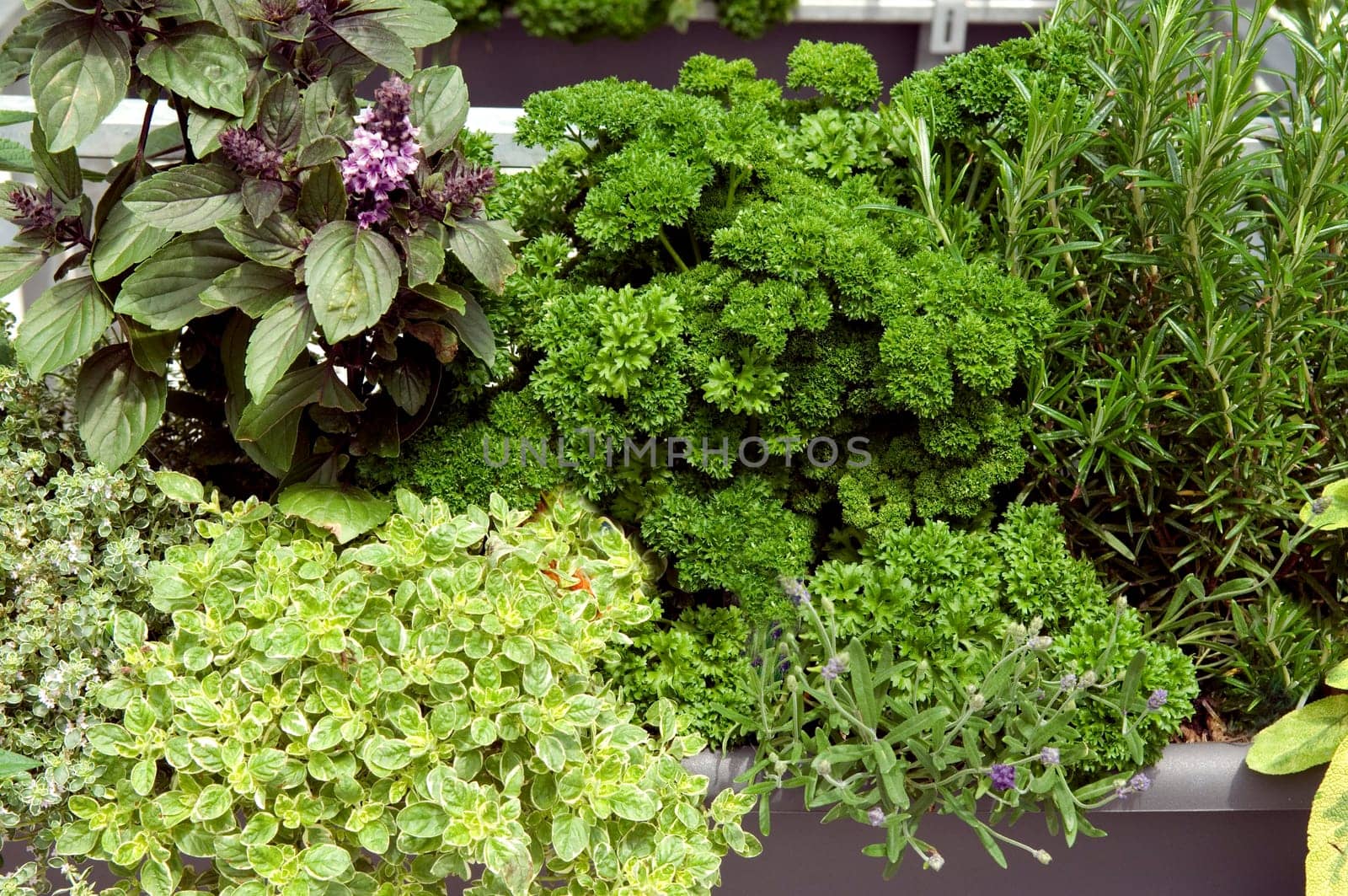 Kraeuterkasten  Petersilie  Basilikum  Oregano  Rosmarin  Lavendel, Heilpflanzen