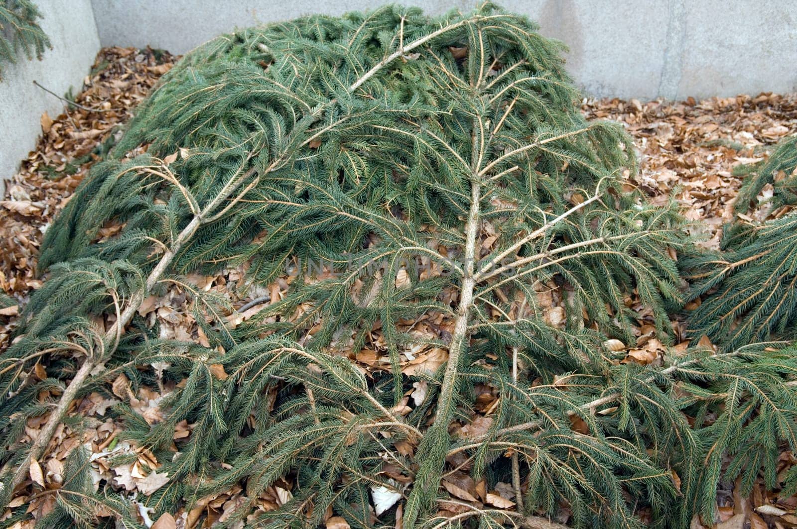 Winterschutz, Tannenaeste