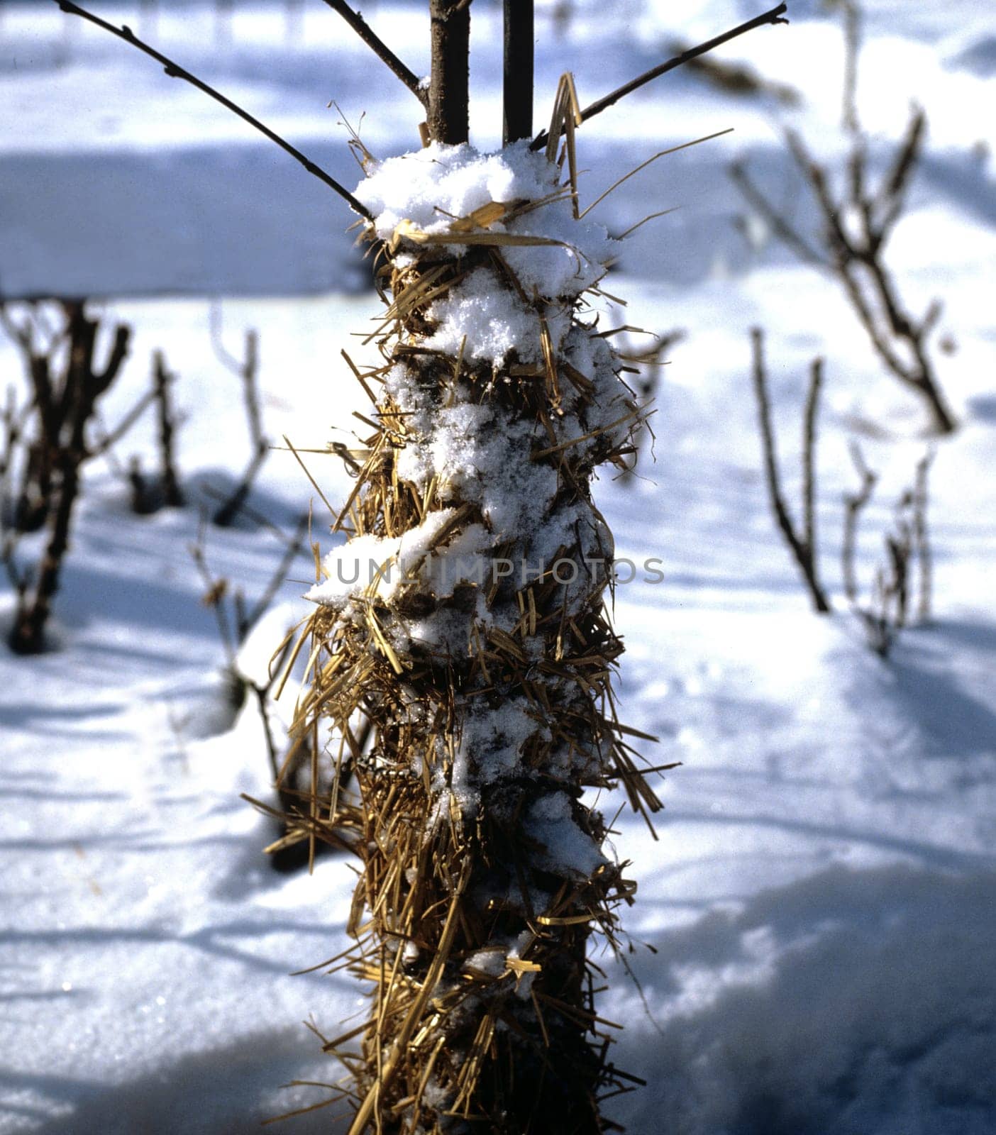 Winterschutz, Stroh, S