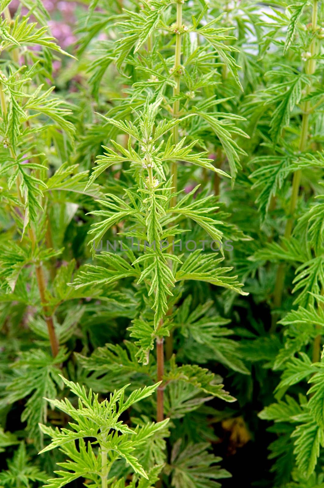 Wolfstrapp  Lycopus europaeus