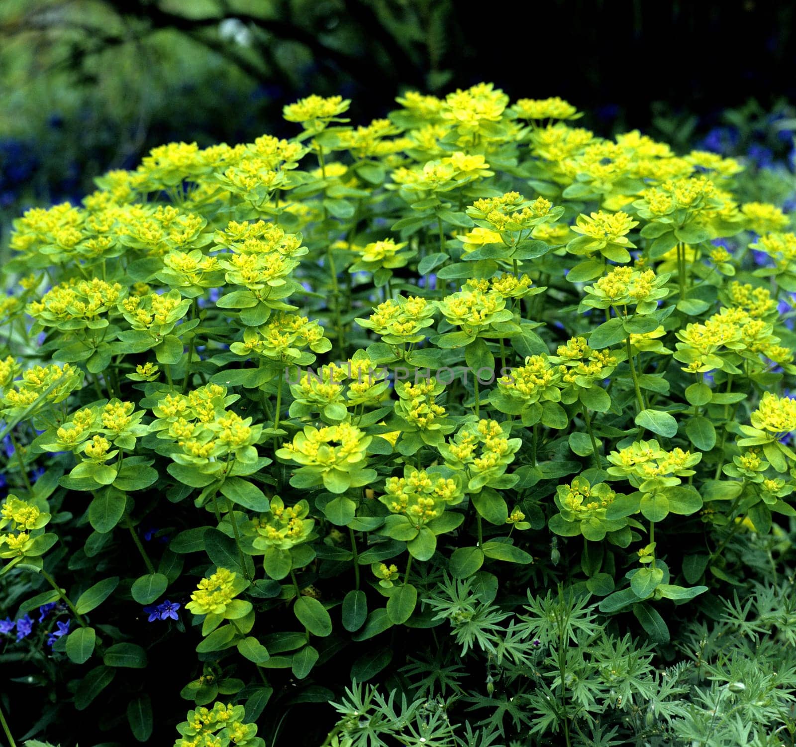 Wolfsmilch, Euphorbia epithymoides, Goldwolfsmilch