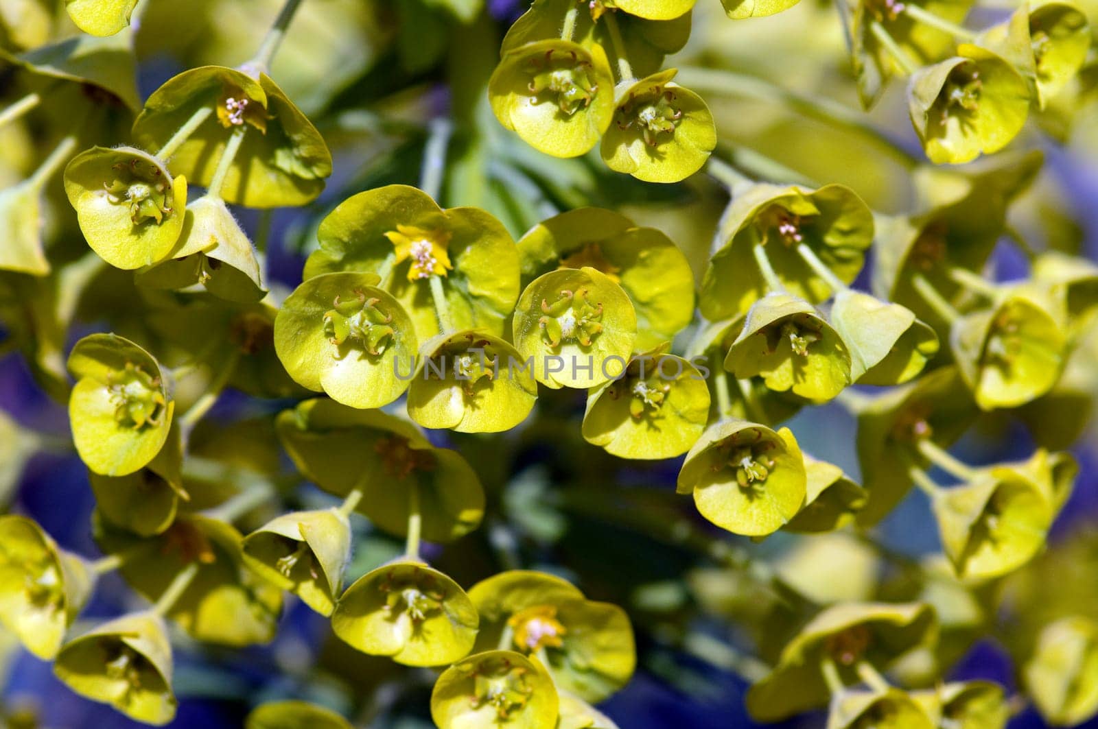 Palisaden-Wolfsmilch, Euphorbia, characia
