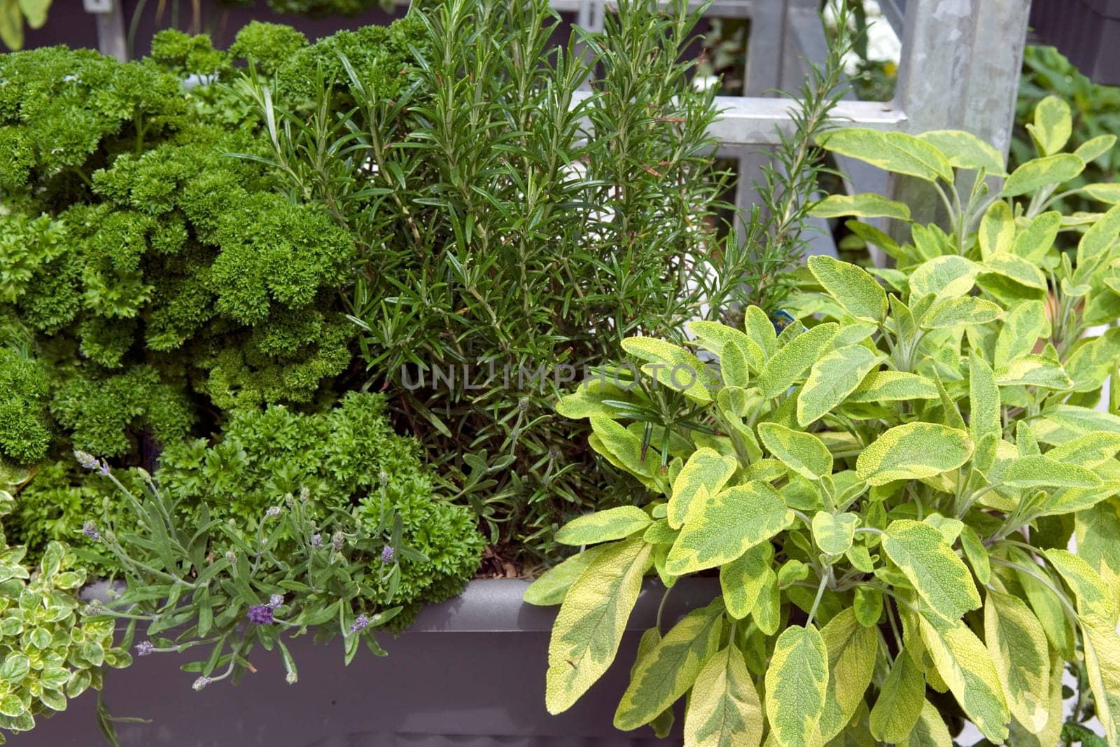 Kraeuterkasten  Petersilie  Salbei  Iceterina  Oregano  Rosmarin  Lavendel