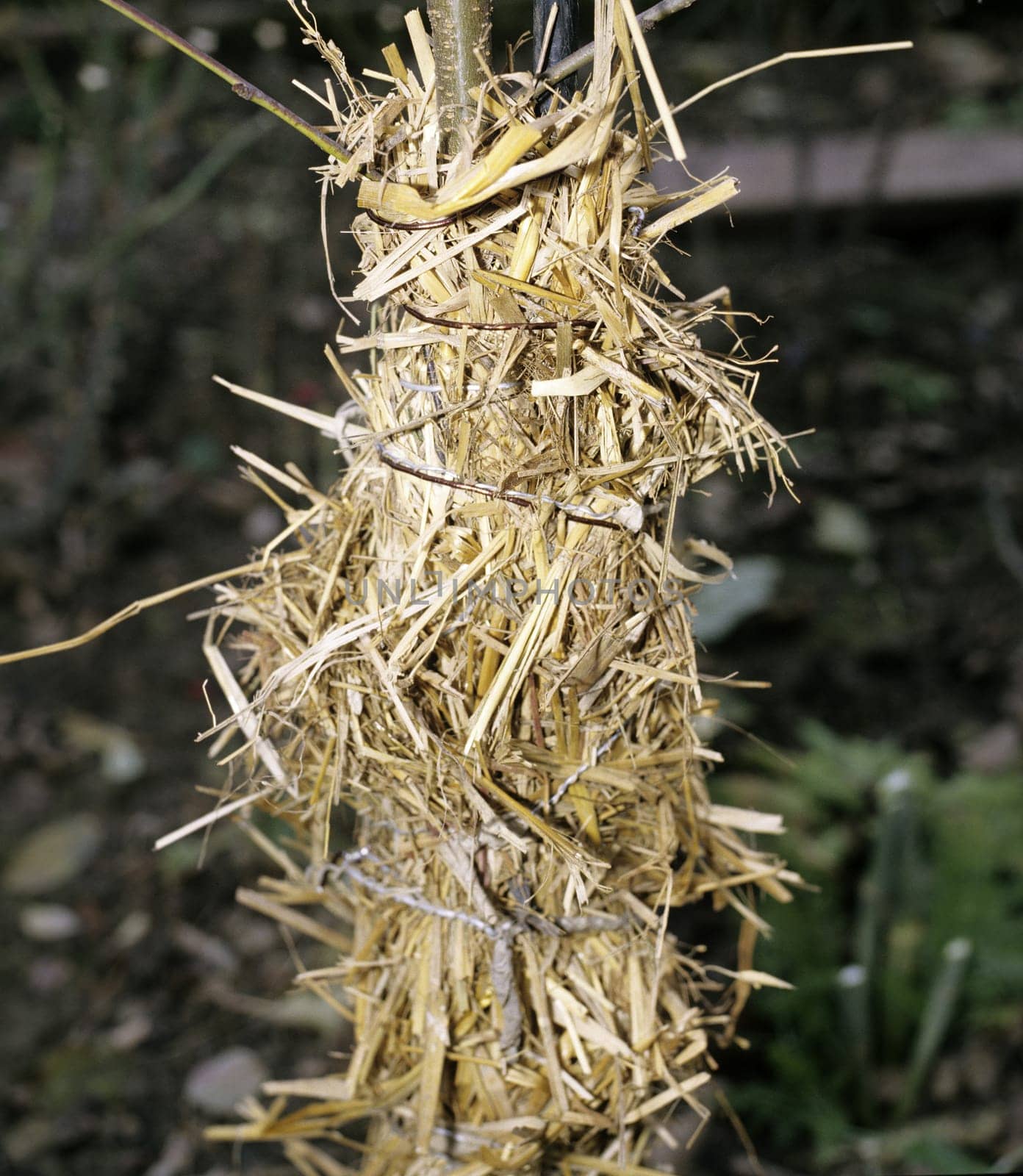 Winterschutz, Stroh, S