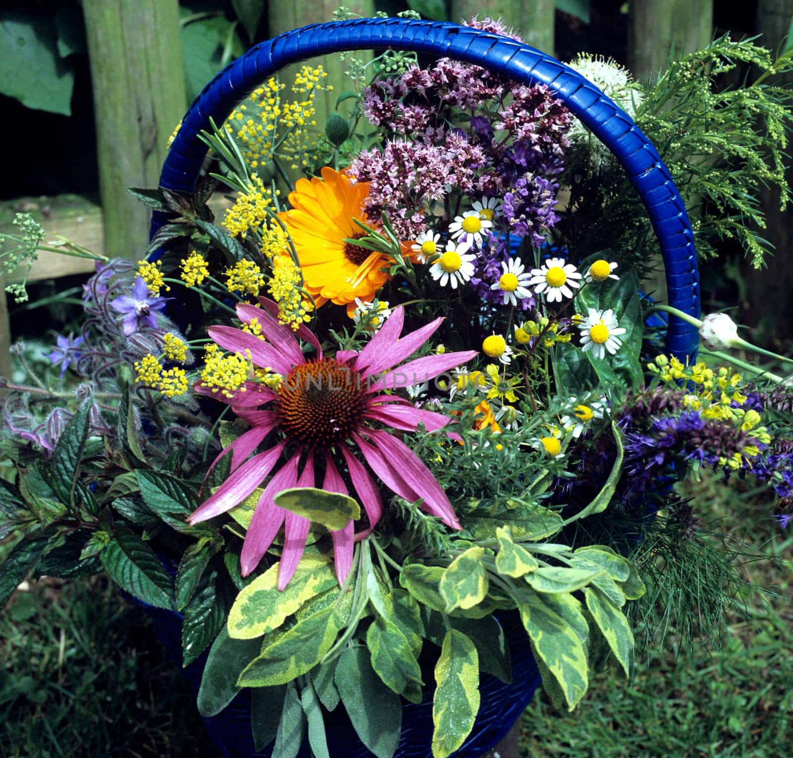 Kräuterkorb, Küchenkräuter,  Heilpflanzen,  Lavendel, Pfefferminze, Kapuzinerkresse, Boretsch, Origano, Muskatellersalbei, Salbei, Ysop, Ringelblume, Dill, Roter Sonnenhut, Echinacea, Kamille, Johanniskraut, Fenchel, Weinraute, Koriander, Korb, Kräuter.