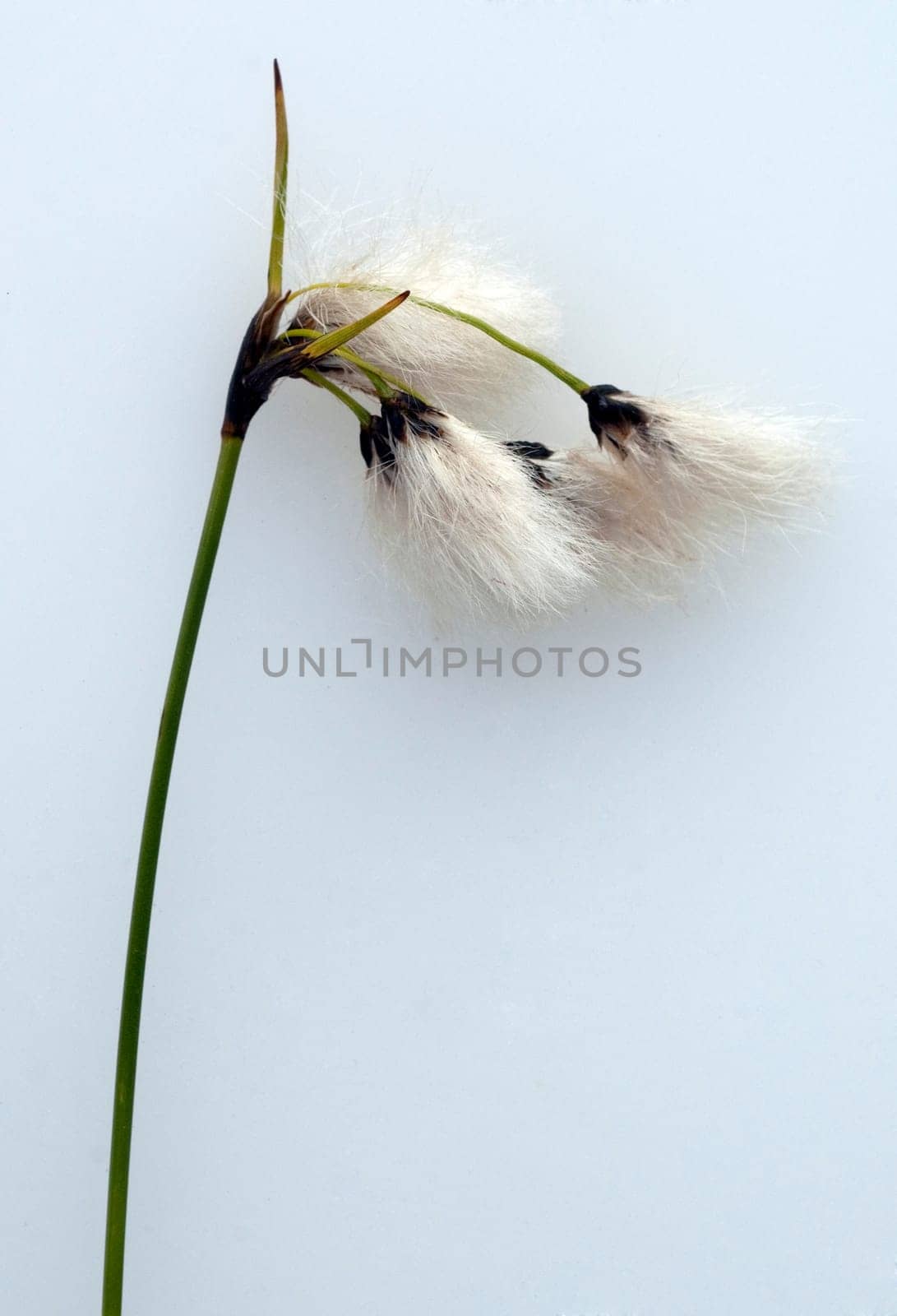 Wollgras, eriophorum
