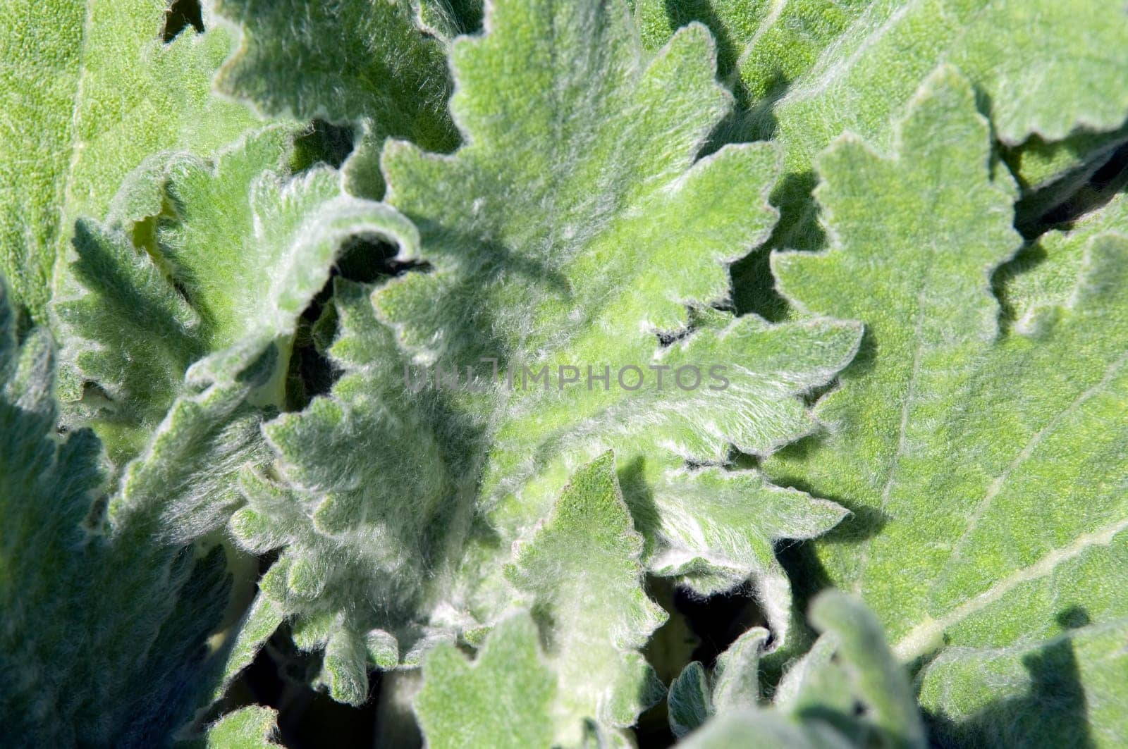 Wolliger Salbei, Salvia aethiops