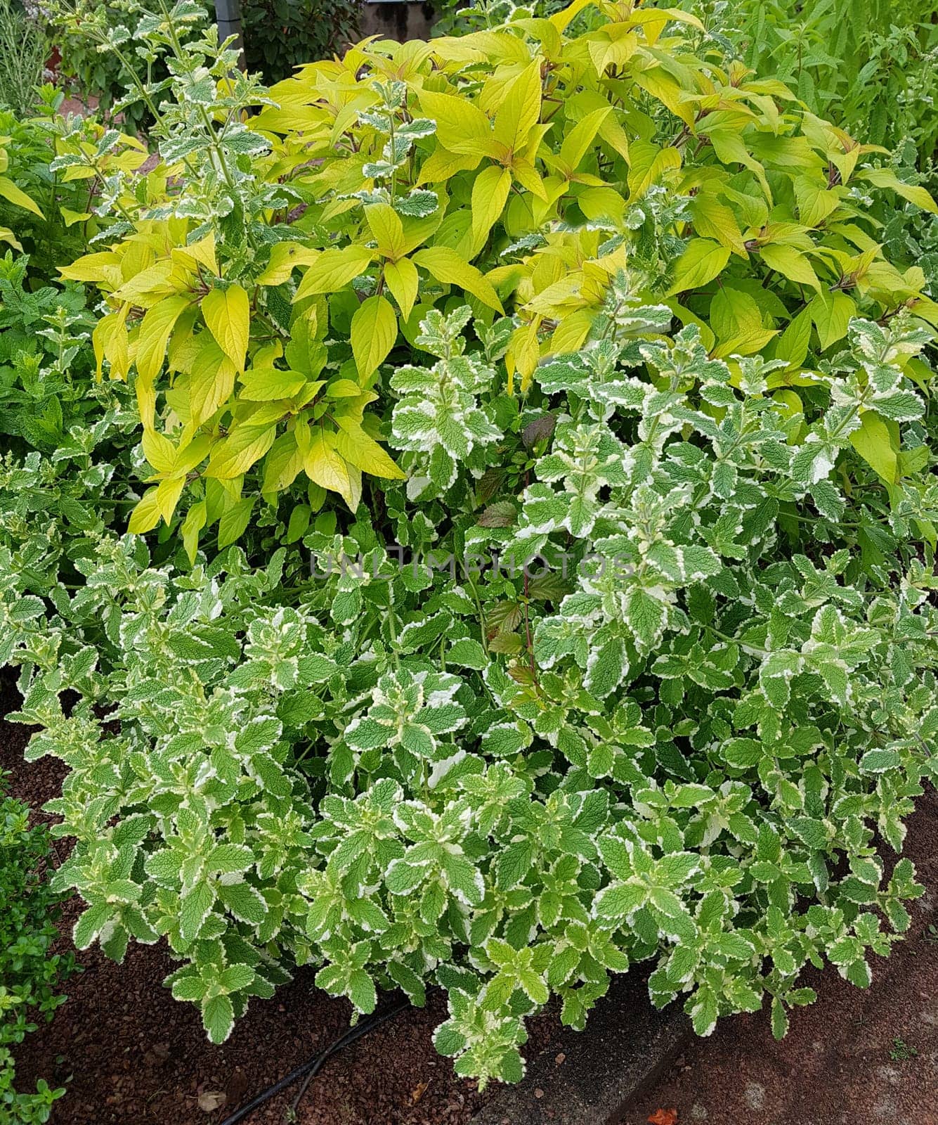 Kraeuter Mix im Topf mit Pfefferminze und Salbei, Minze, sind wichtige Kraeuter- und Heilpflanzen. Herbal mix in a pot of peppermint and sage, Moroccan mint, are important herbal and medicinal plants.
