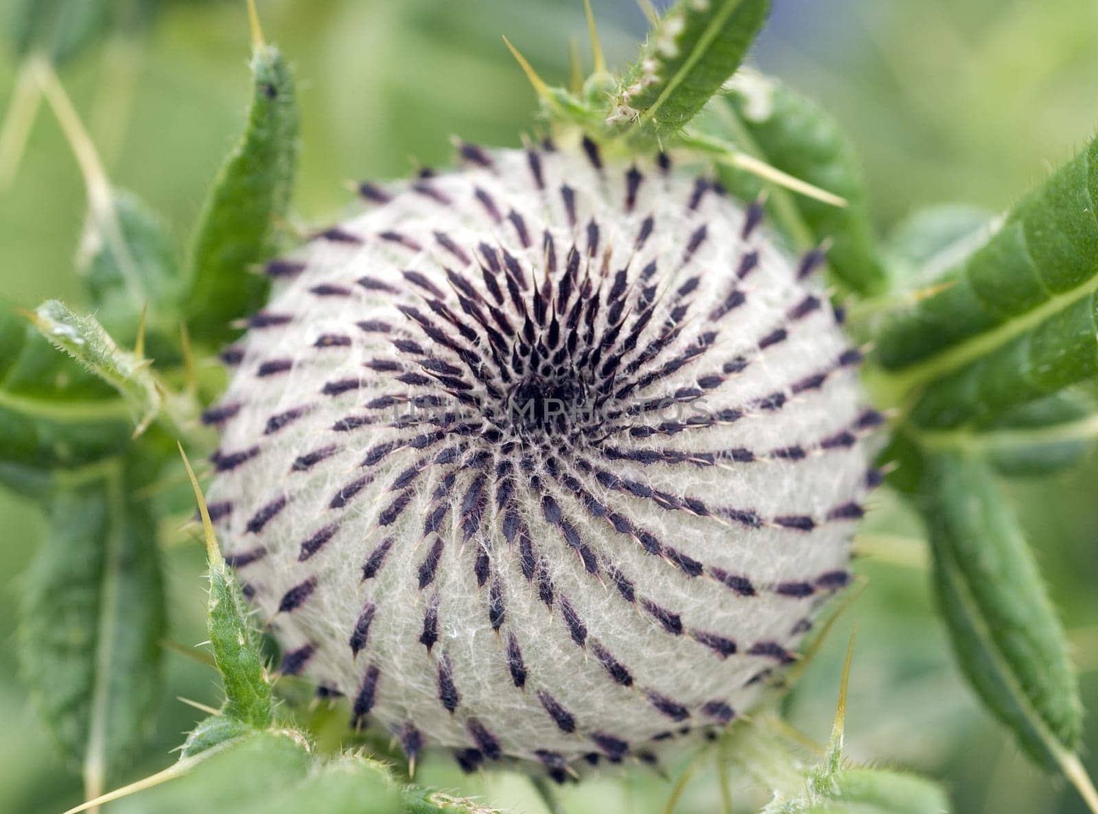 Wollkoepfige Kratzdistel, Cirsium Eriophorum