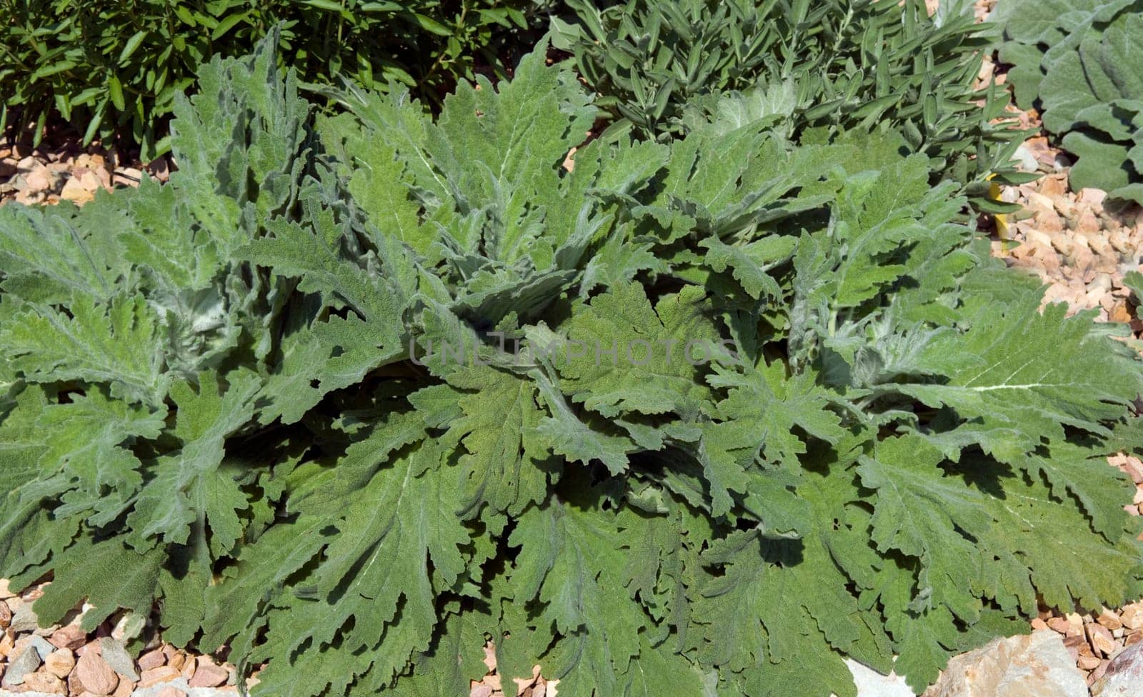 Wolliger Salbei, Salvia aethiops