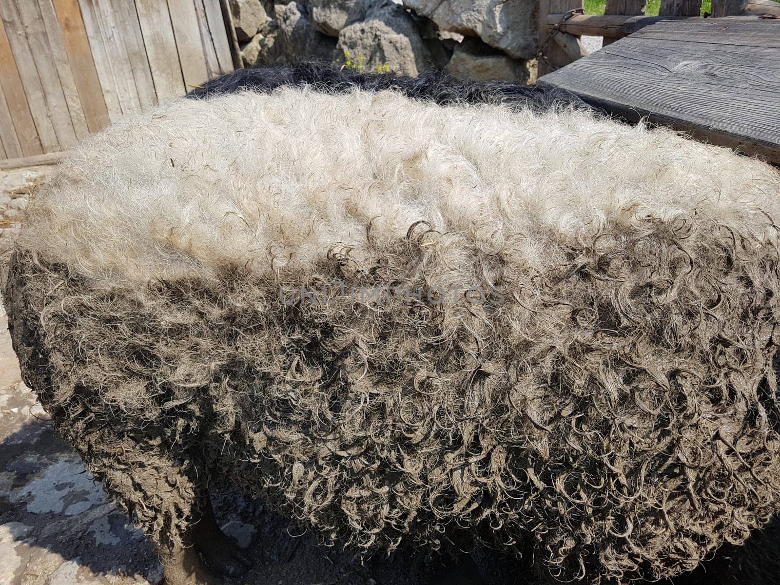 Wollschwein, Sus scrofa, Mangalica