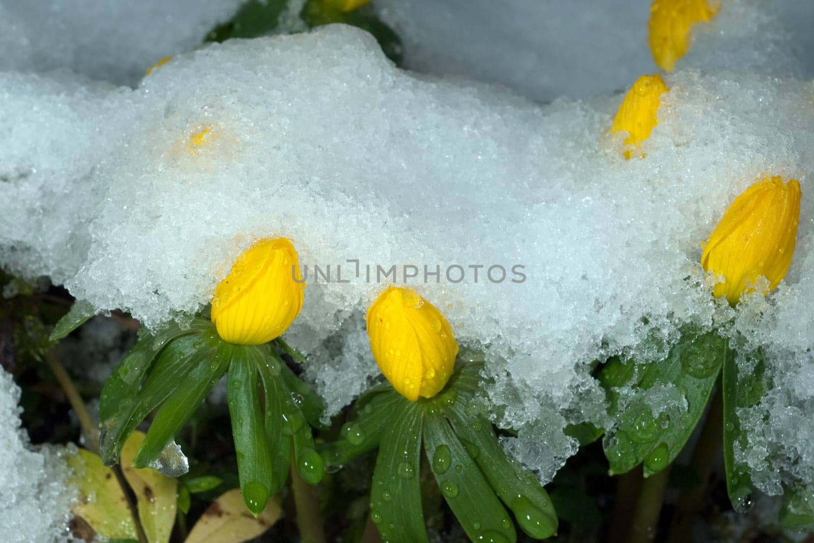 Winterling  Eranthis  hyemalis