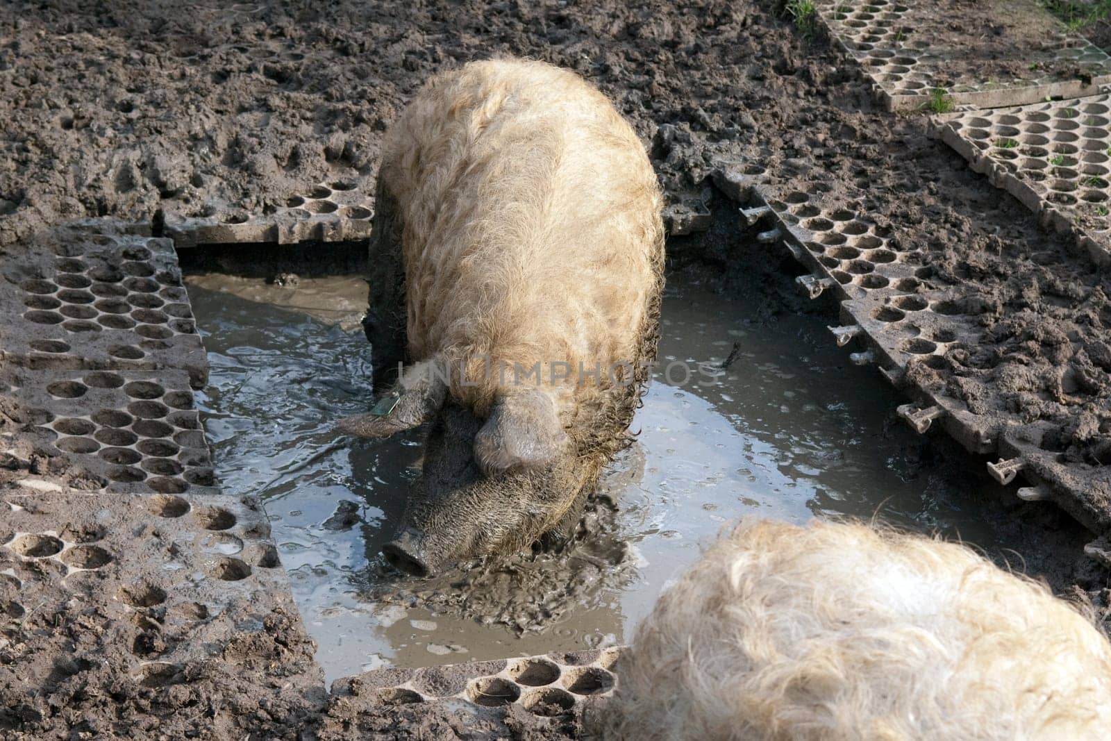 Wollschwein, Mangalica, Arche-Hof, Bedrohte