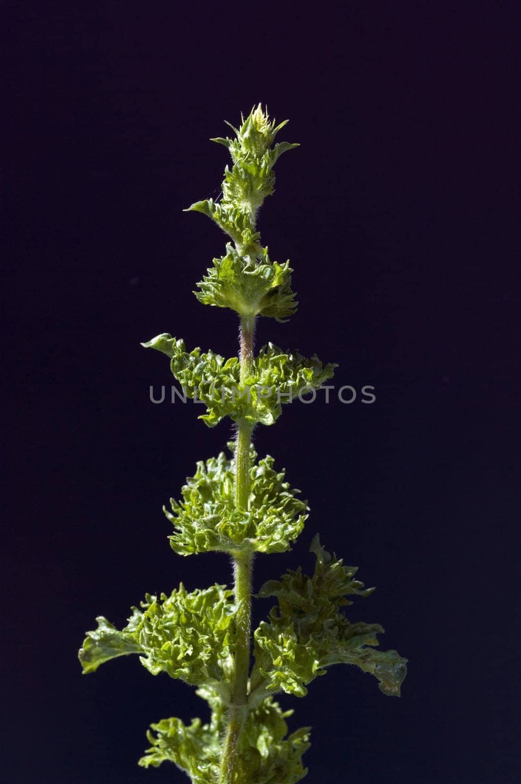 Pfefferminze  Mentha spicata  Krauseminze, Heilpflanzen