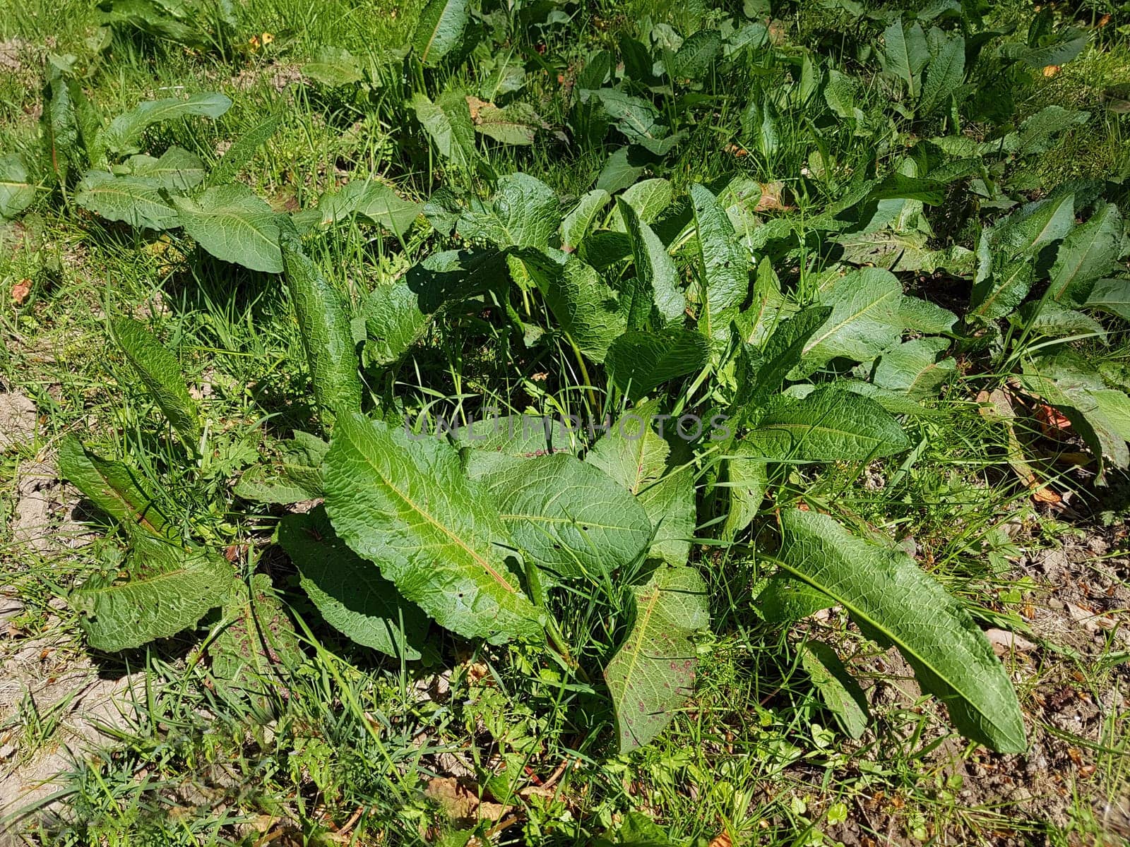 Krauser Ampfer, Rumex crispus  Sproessling
