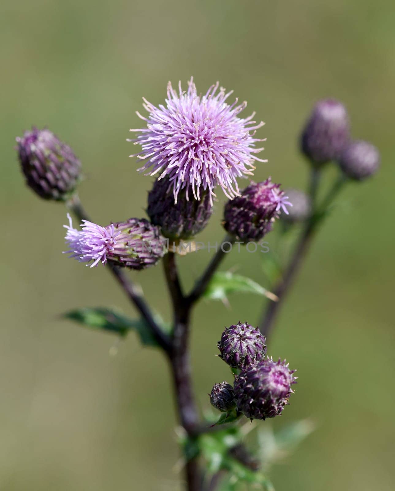 Acker-Kratzdistel, Cirsium arvense, ist eine Wild-und Heilpflanze mit lila Blueten und wird in der Medizin verwendet. Creeping Thistle, Cirsium arvense, is a wild and medicinal plant with purple flowers and is used in medicine.