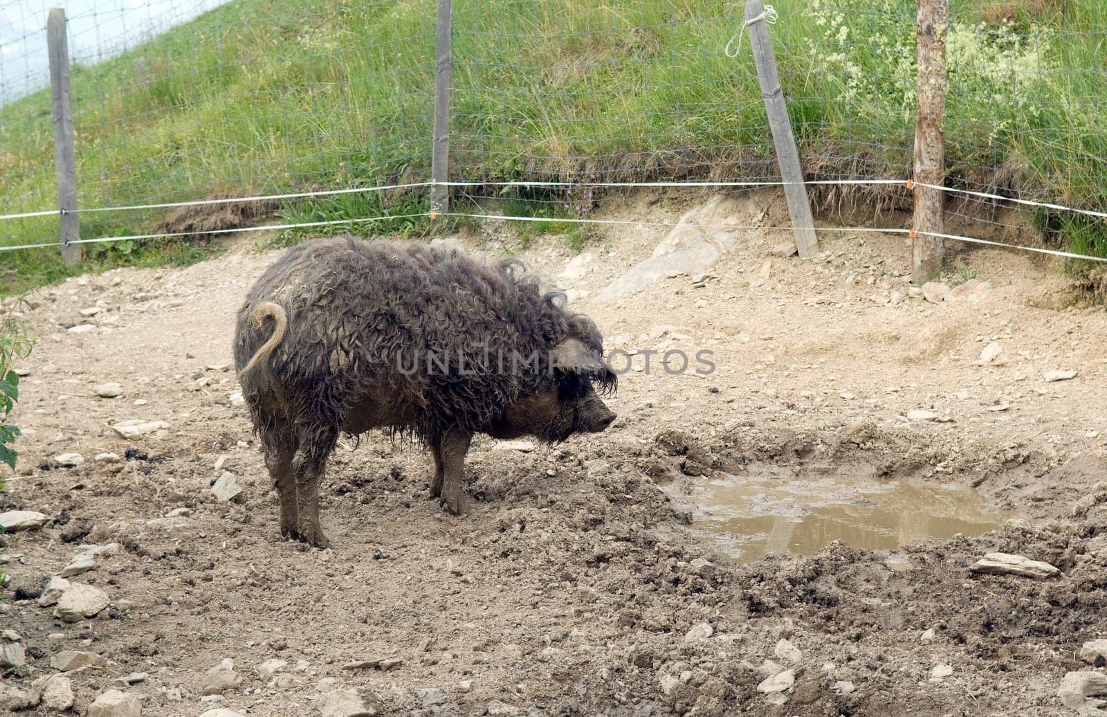 Wollschwein, Sus scrofa f. domestica, Mangalica