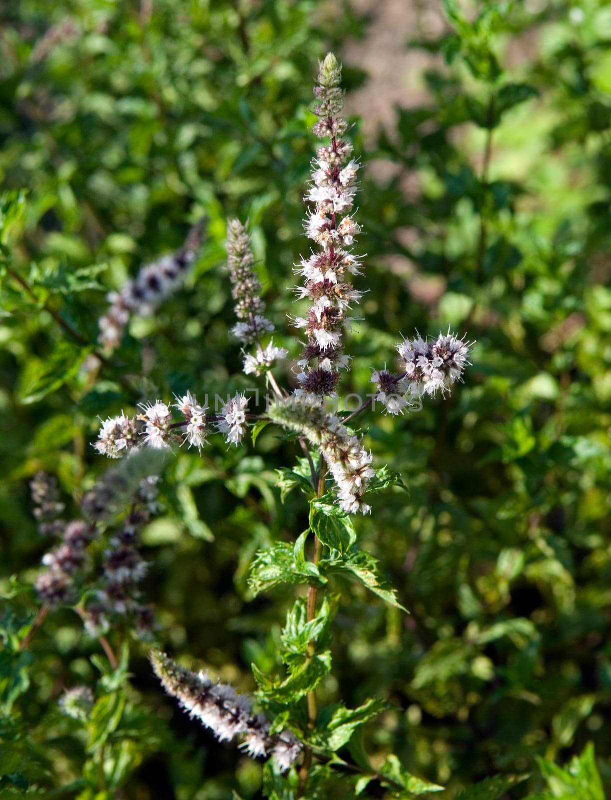 Pfefferminze  Mentha spicata