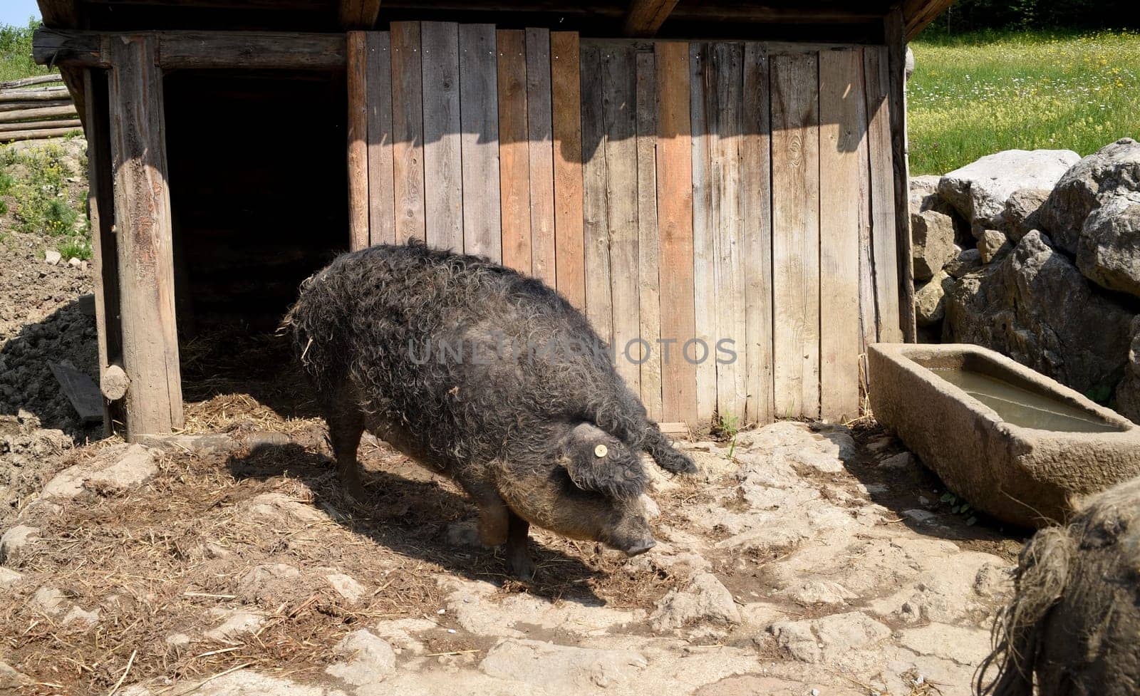 Wollschwein, Sus scrofa, Mangalica