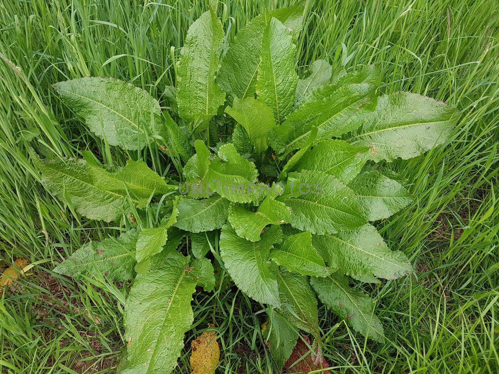 Krauser Ampfer, Rumex crispus  Sproessling