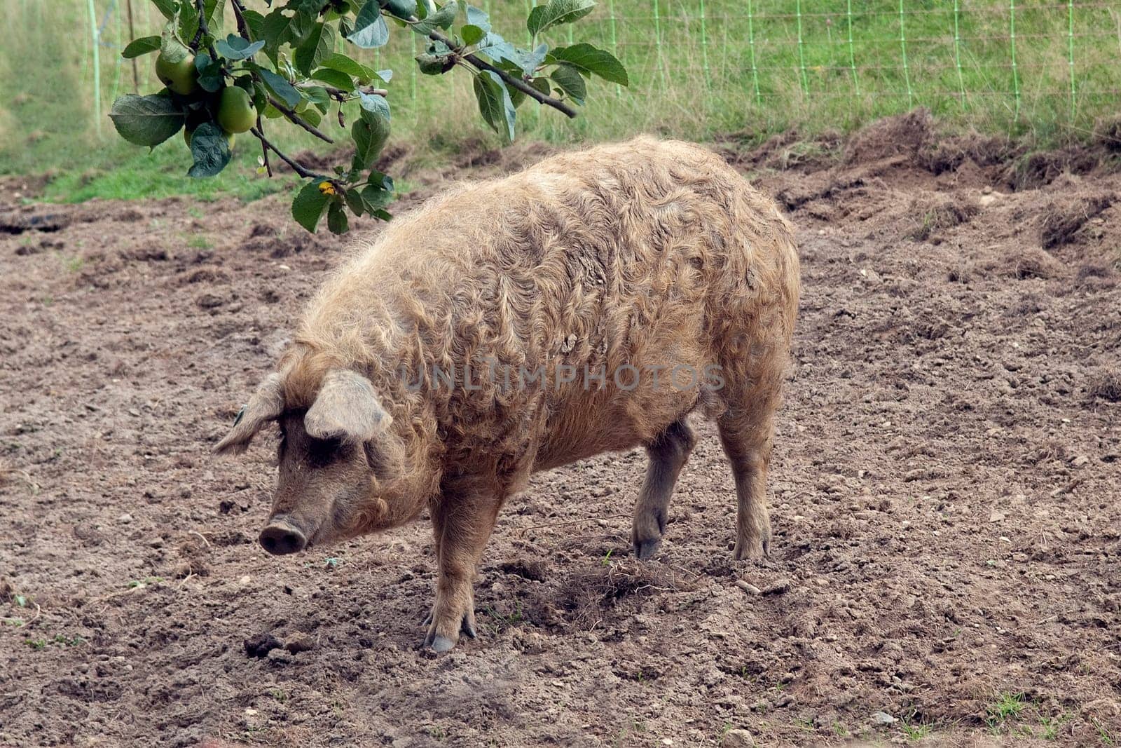 Wollschwein, Mangalica, Arche-Hof, Bedrohte, gefaehrdet