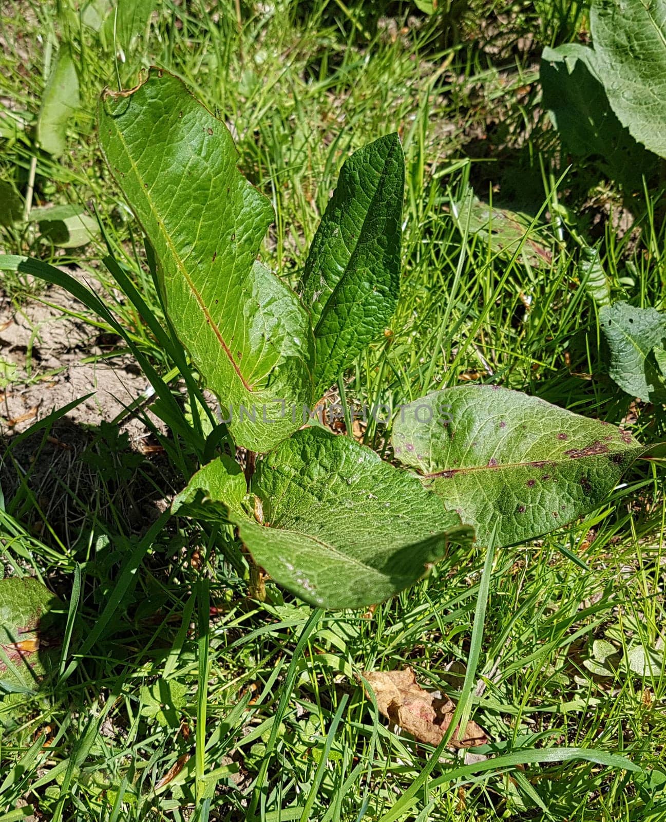 Krauser Ampfer, Rumex crispus  Sproessling