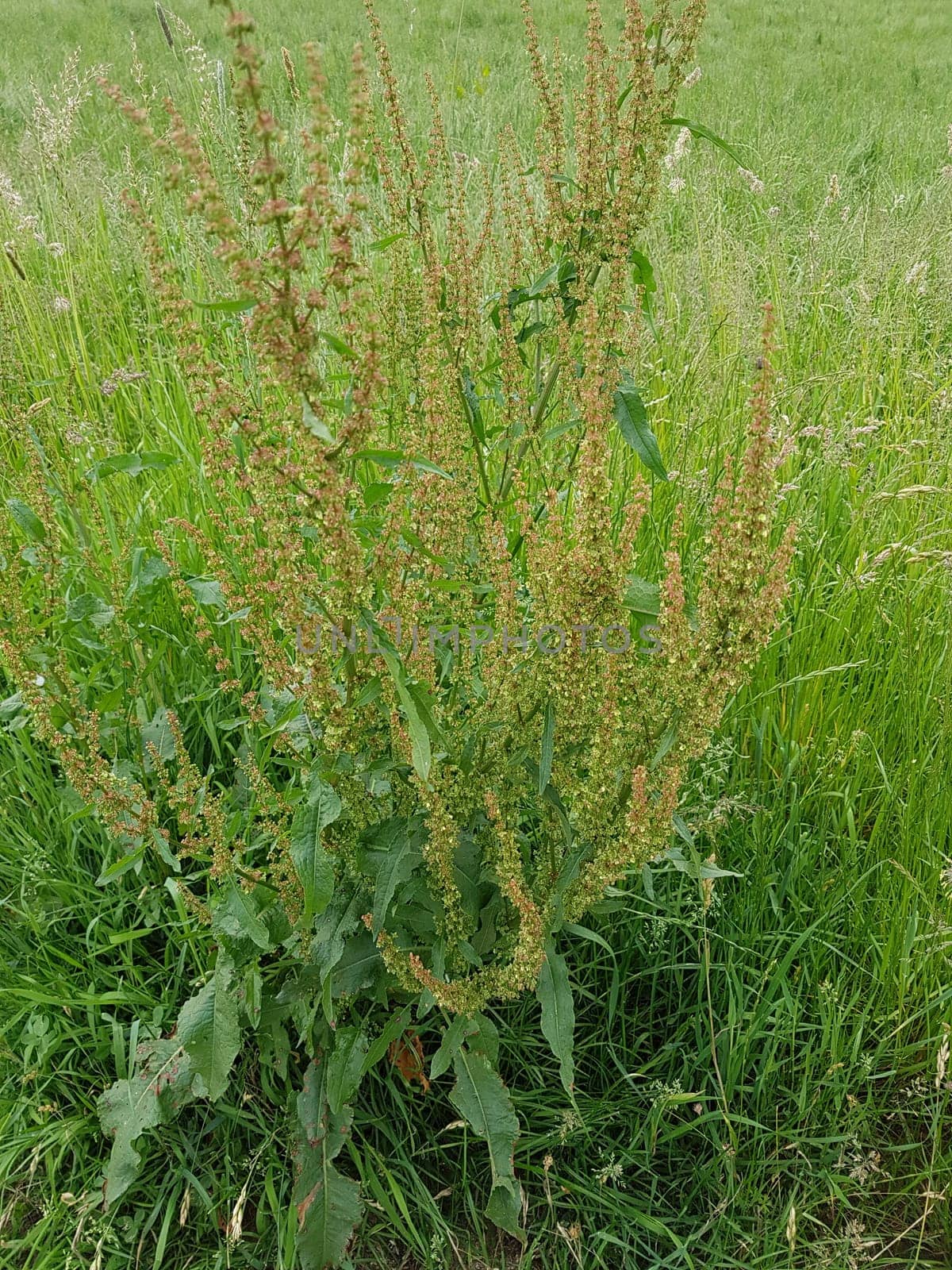 Krauser Ampfer, Rumex crispus