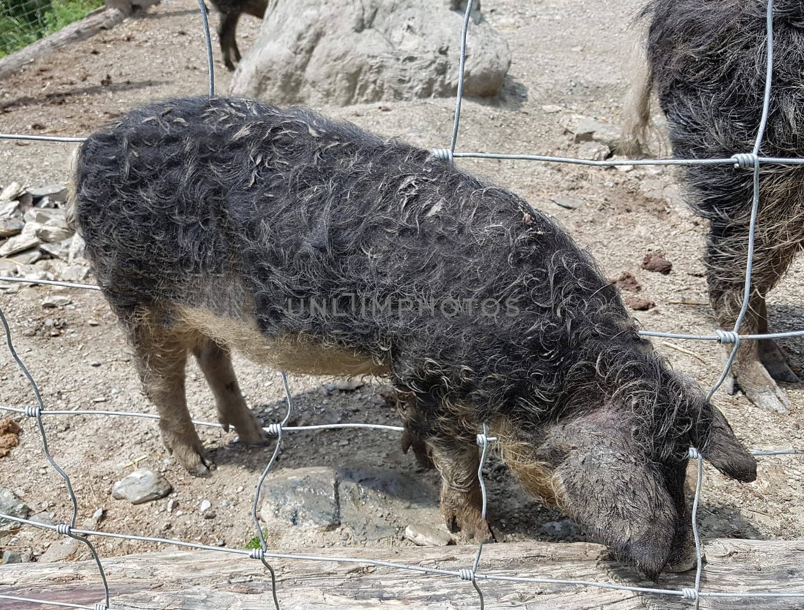 Wollschwein, Sus scrofa f. domestica, Mangalica