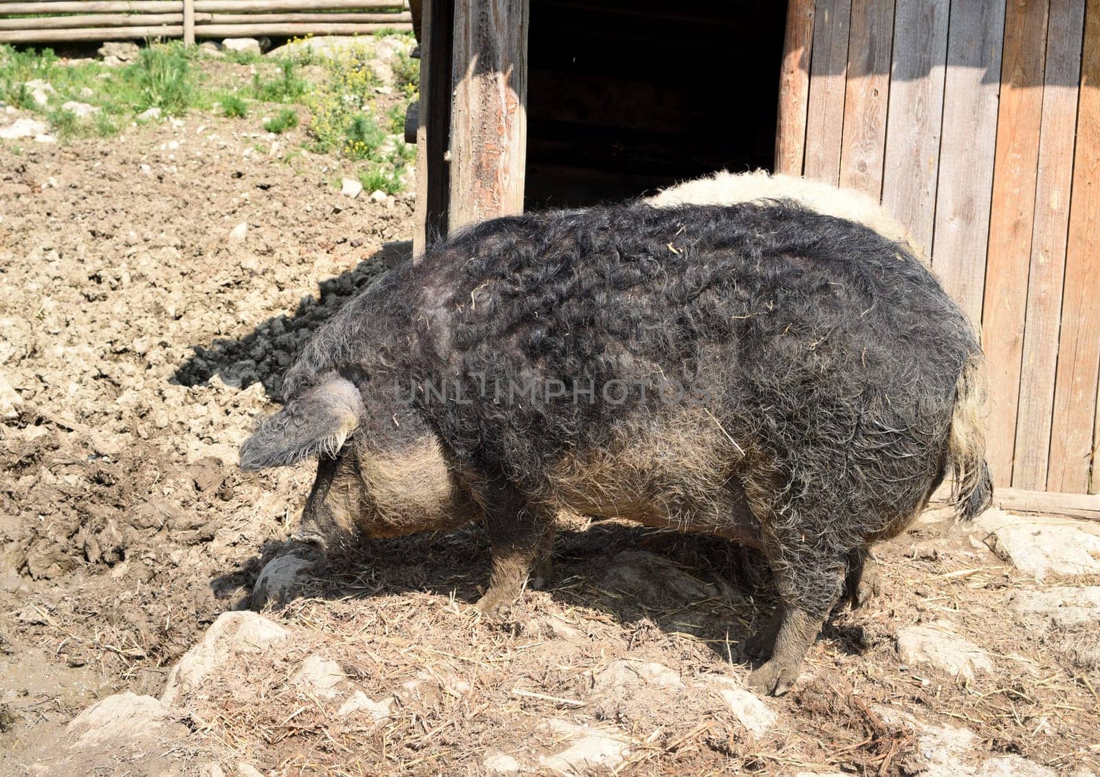Wollschwein, Sus scrofa, Mangalica
