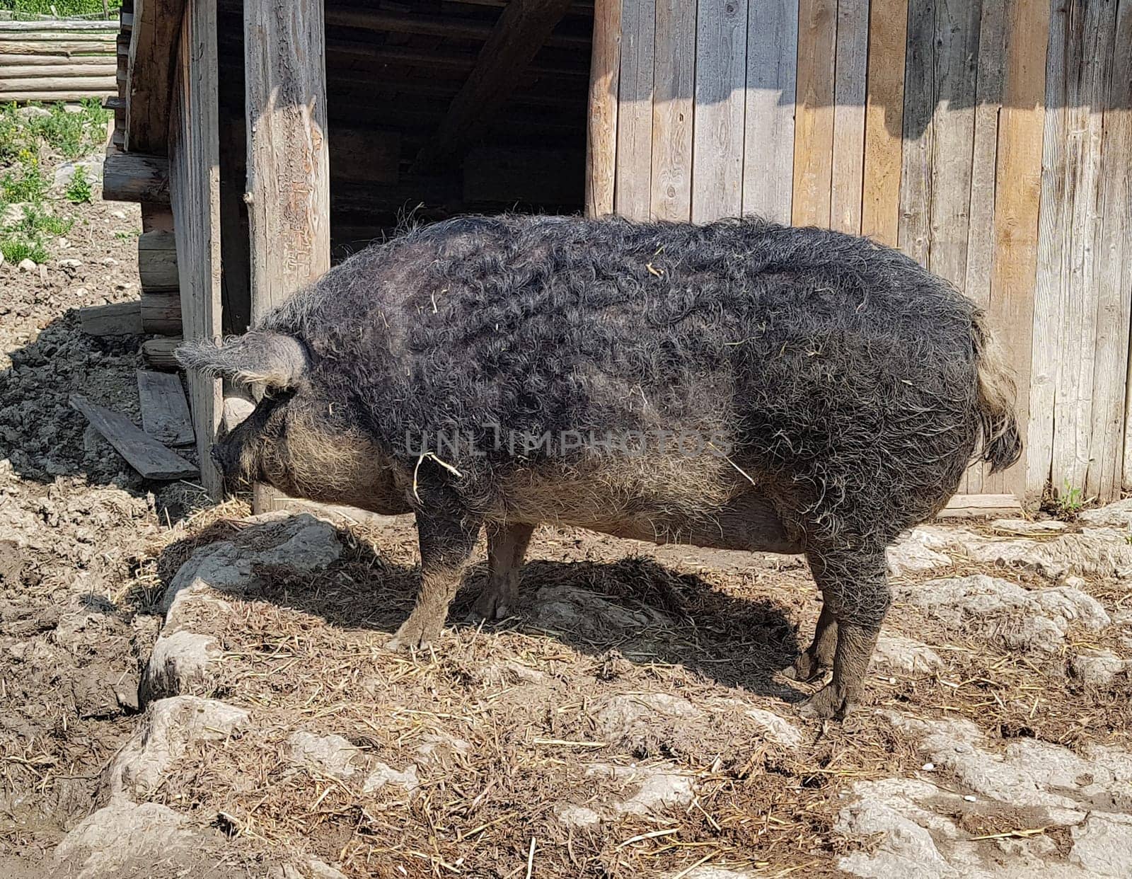 Wollschwein, Sus scrofa, Mangalica