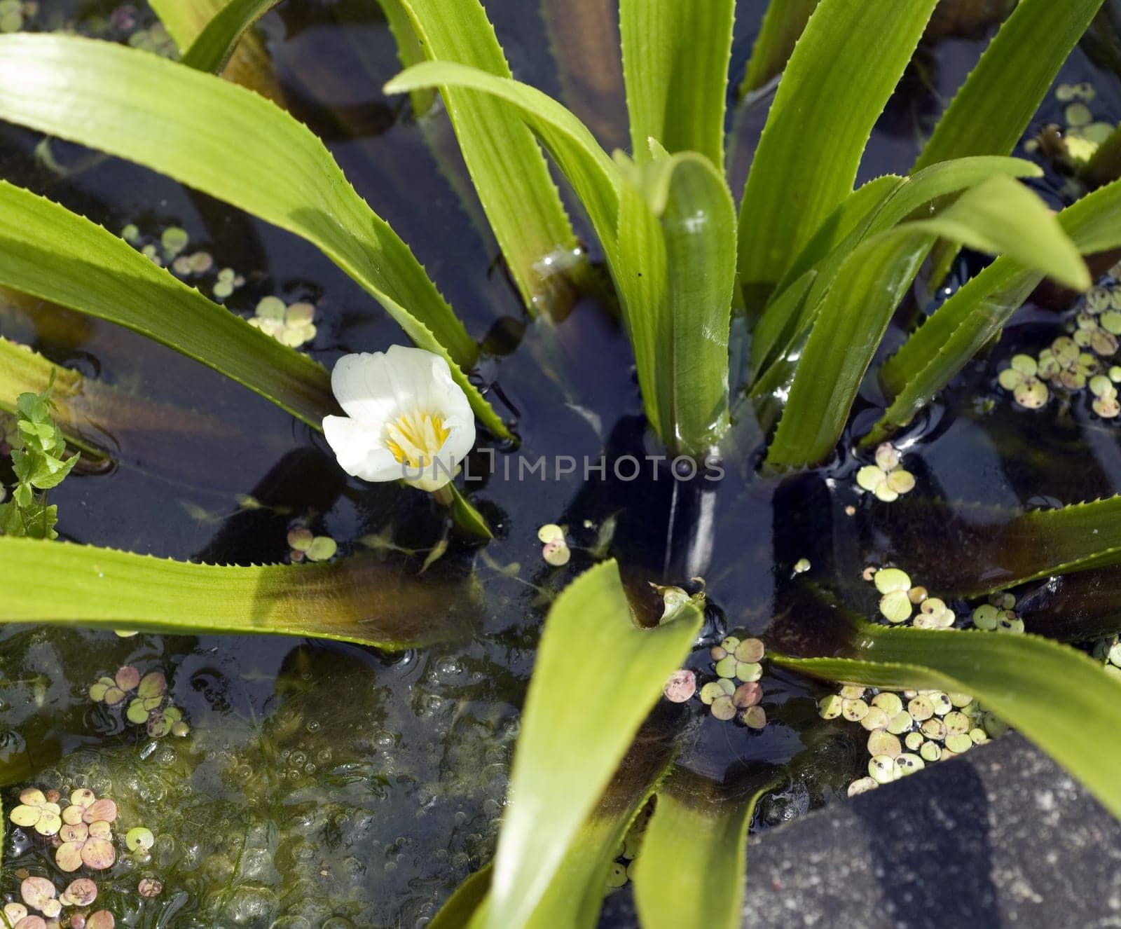 Krebsschere  Stratiotes aloide, Wasserpflanzen