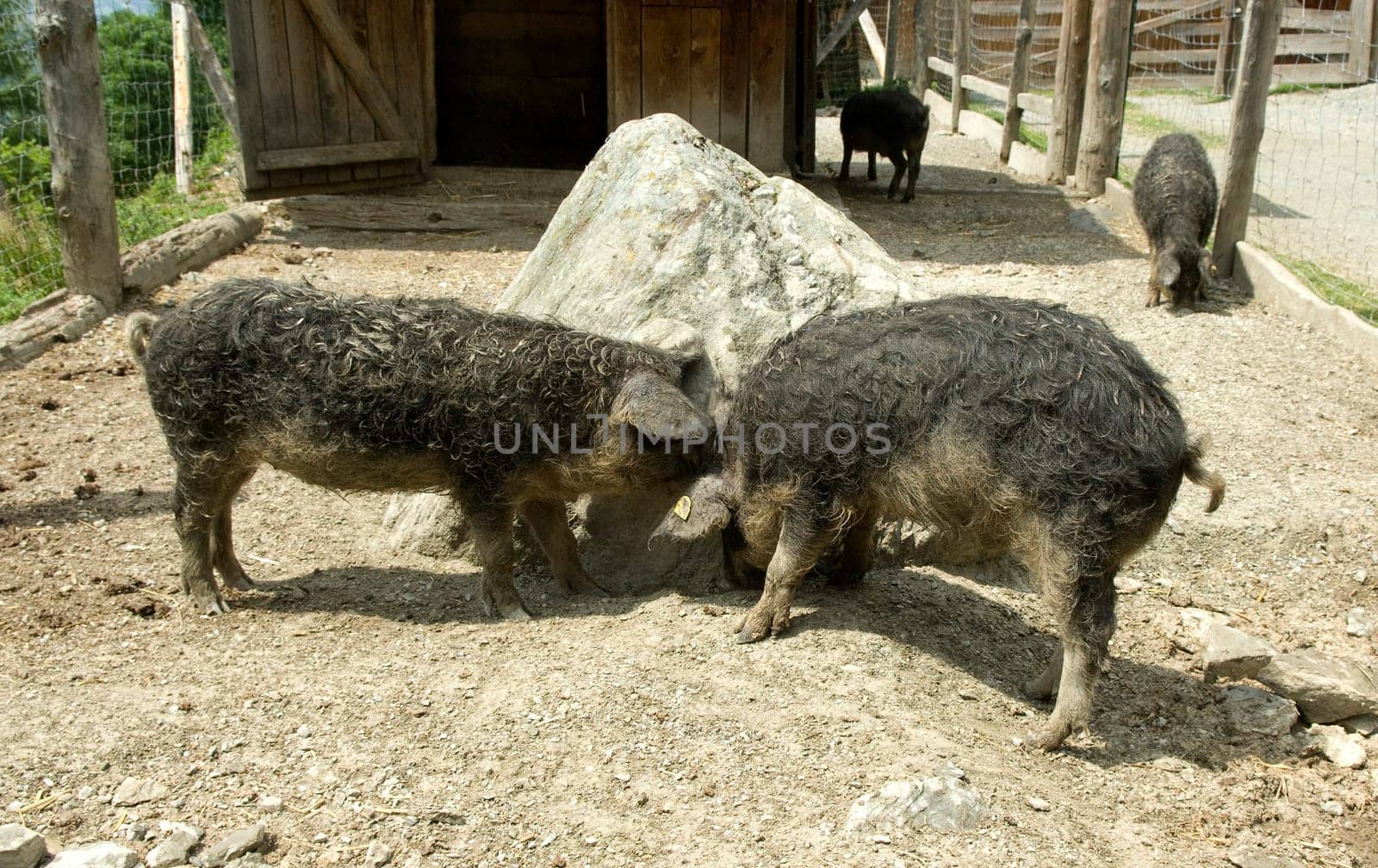 Wollschwein, Sus scrofa f. domestica, Mangalica