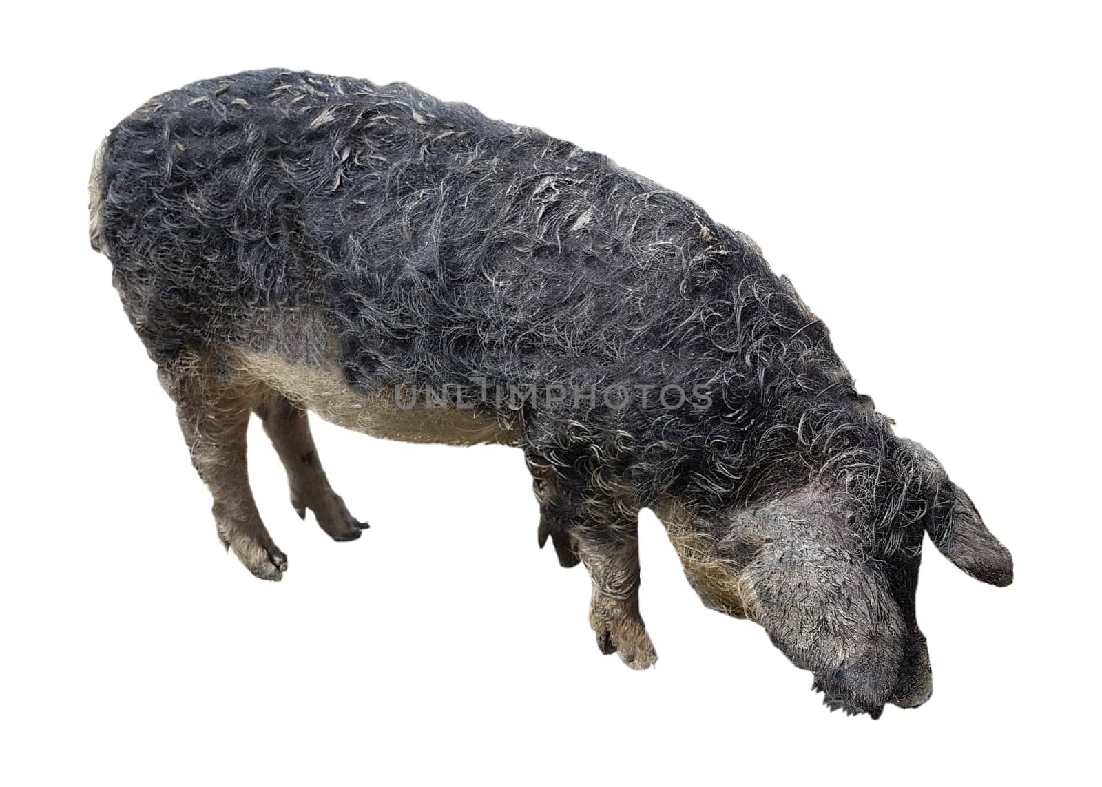 Wollschwein, Sus scrofa f. domestica, Mangalica