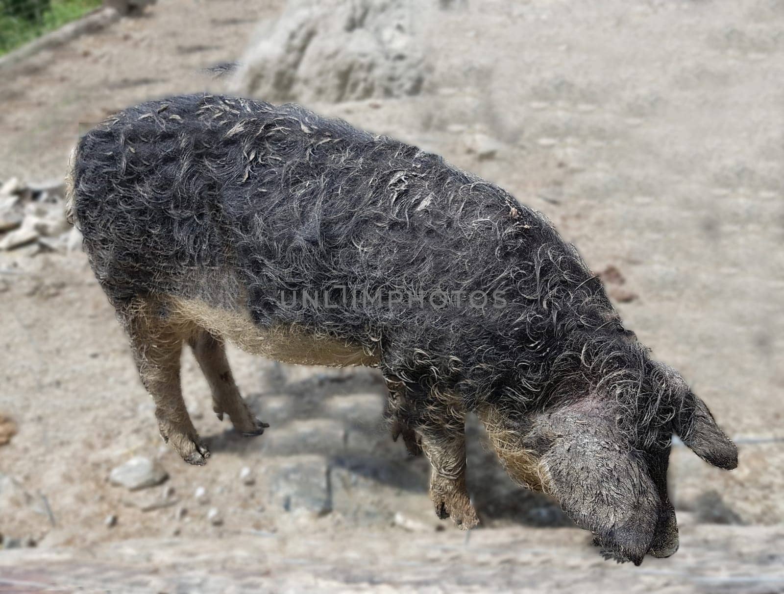 Wollschwein, Sus scrofa f. domestica, Mangalica