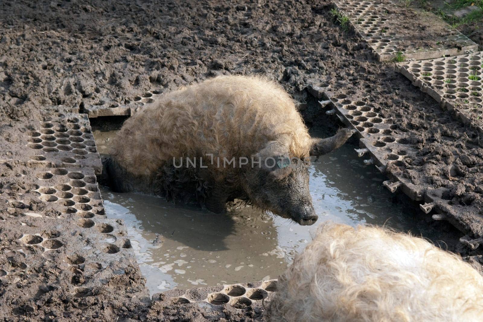 Wollschwein, Mangalica, Arche-Hof, Bedrohte