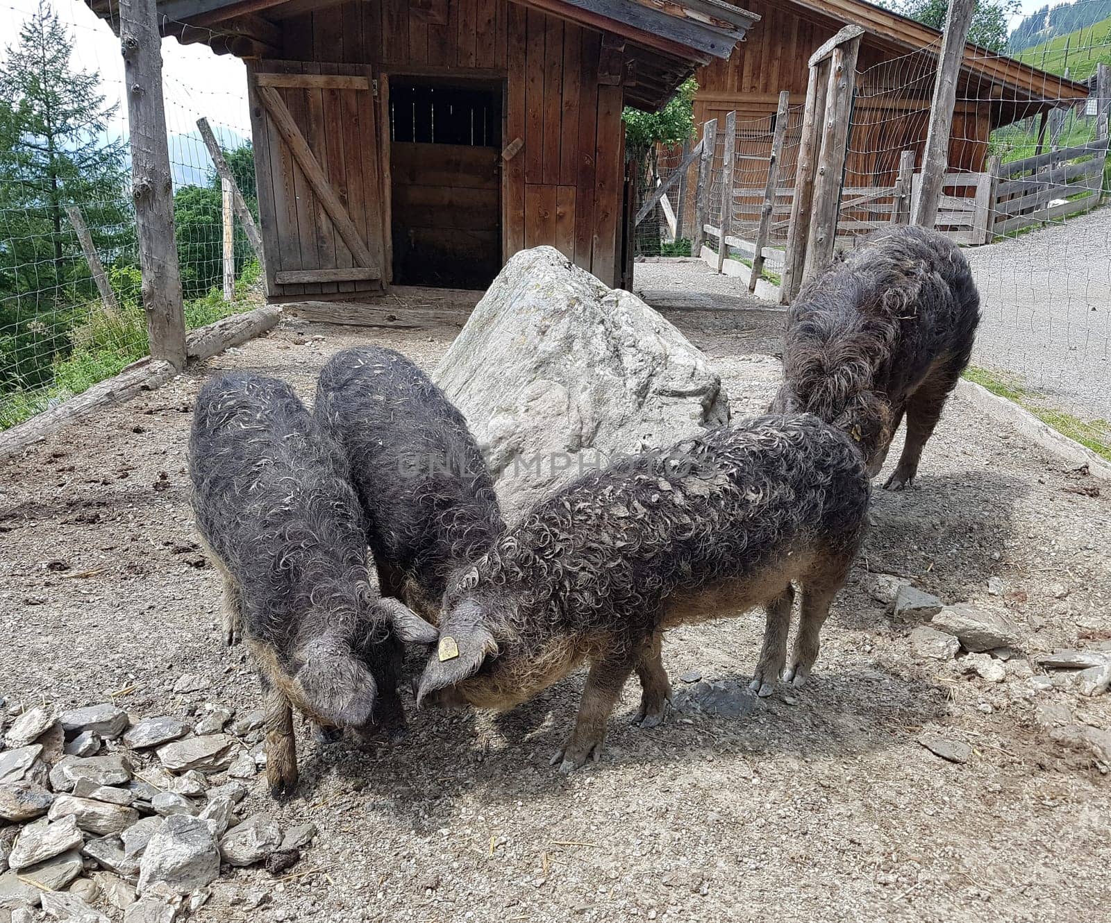 Wollschwein, Sus scrofa f. domestica, Mangalica