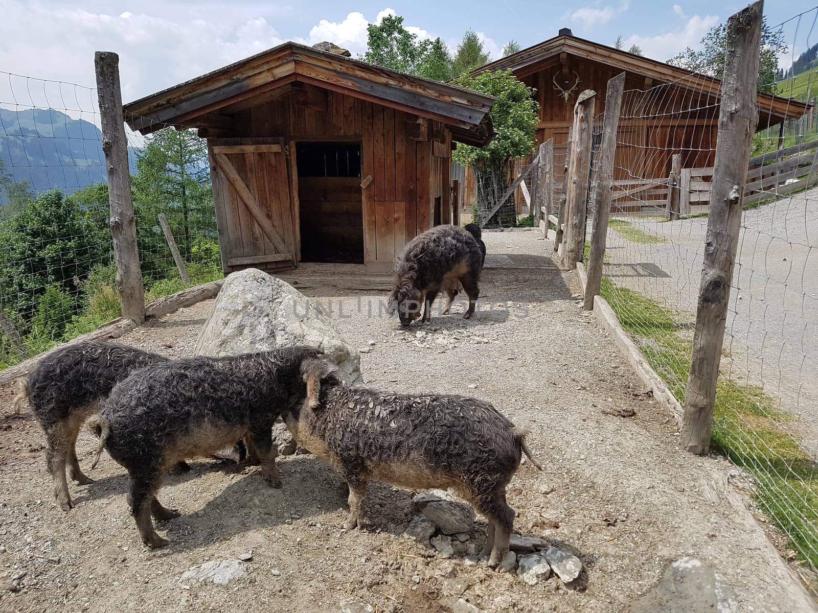 Wollschwein, Sus scrofa f. domestica, Mangalica