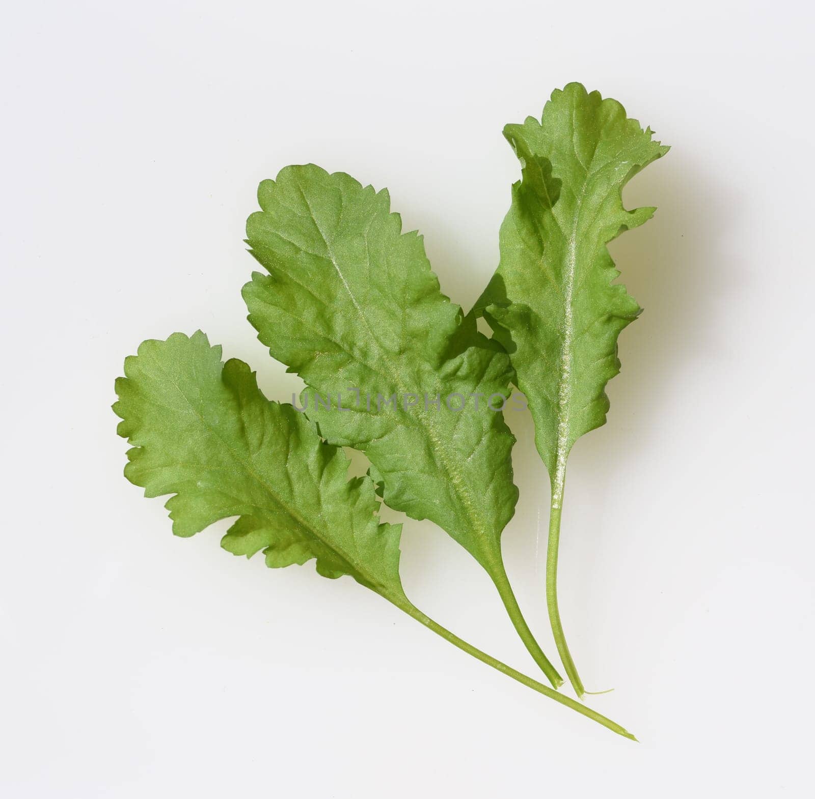 Gartenkresse, Lepidium Sativum, ist eine wichtige Heil- und Medizinalpflanze. Das Kuechenkraut wird auch in der Frankfurter Gruene Sosse verwendet. Garden cress, Lepidium sativum, is an important medicinal and medicinal plant. The herb is also used in the Frankfurt green sauce.