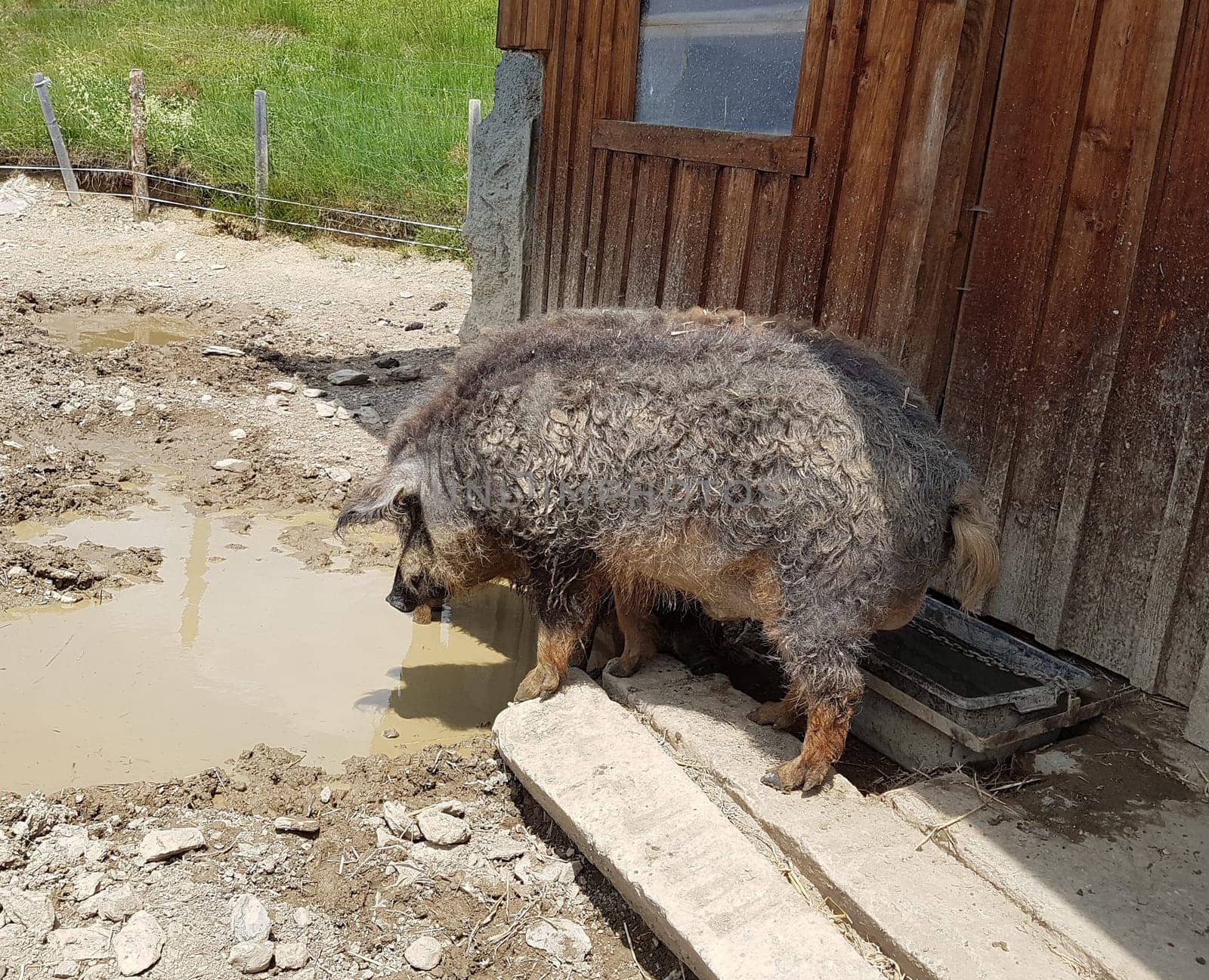 Wollschwein, Sus scrofa f. domestica, Mangalica