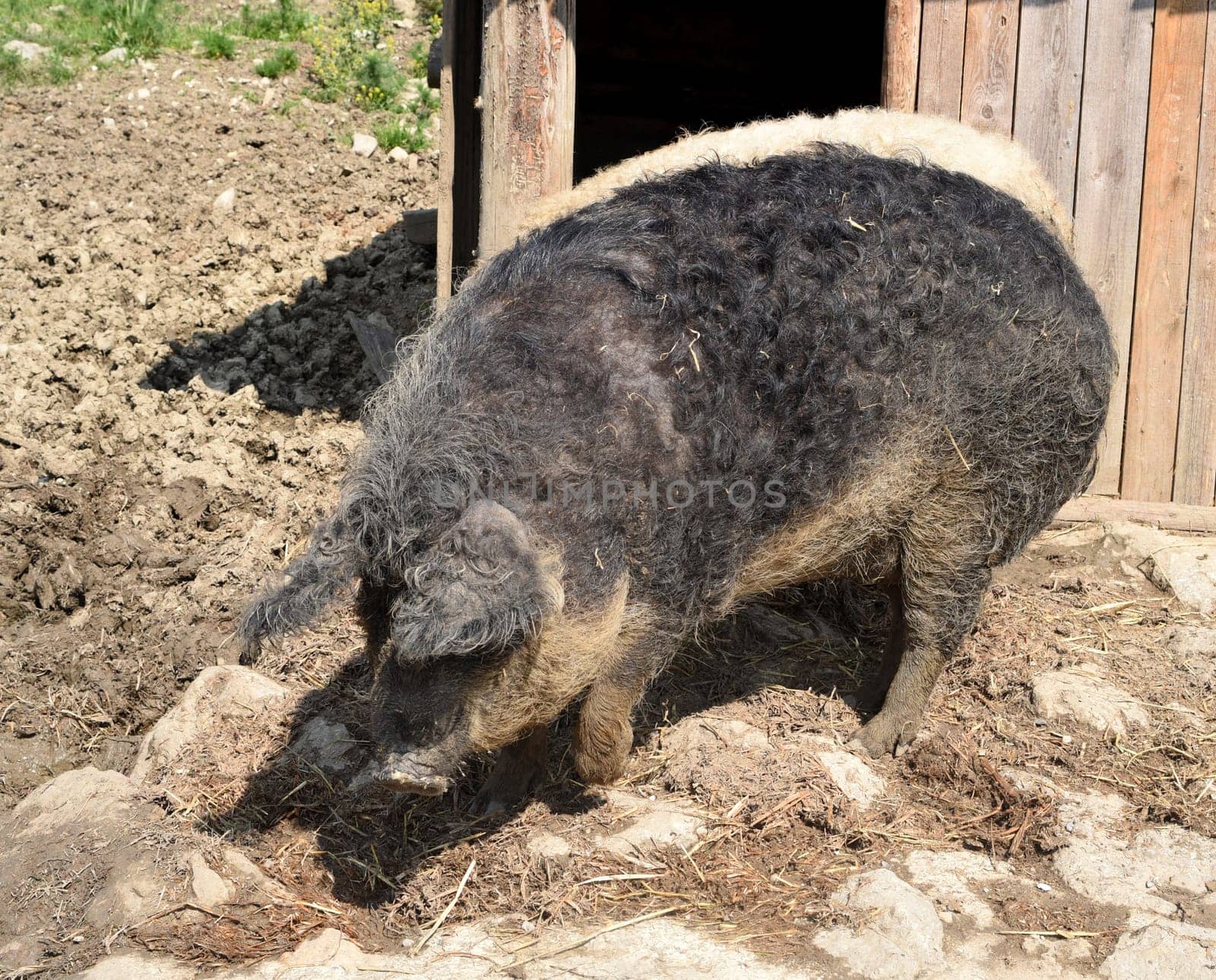 Wollschwein, Sus scrofa, Mangalica