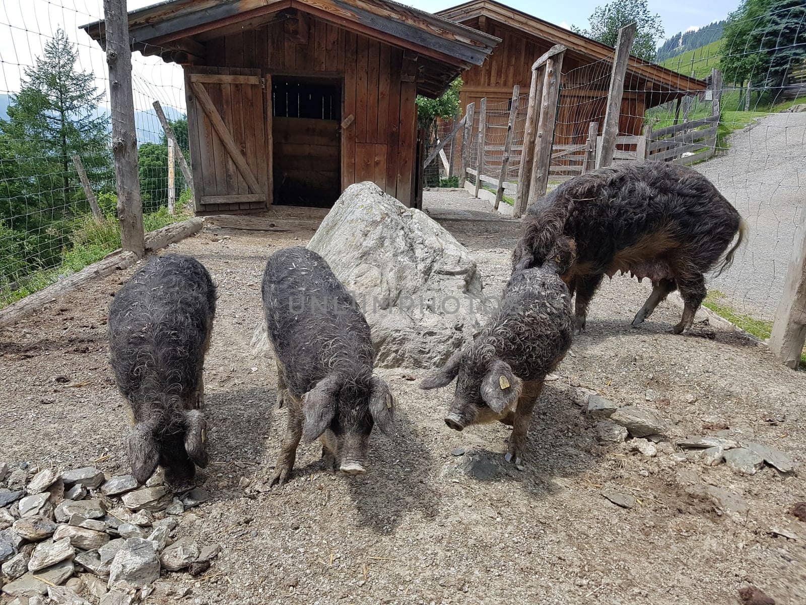 Wollschwein, Sus scrofa f. domestica, Mangalica