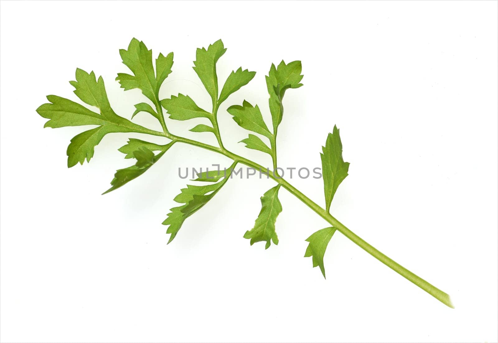 Gartenkresse, Lepidium Sativum