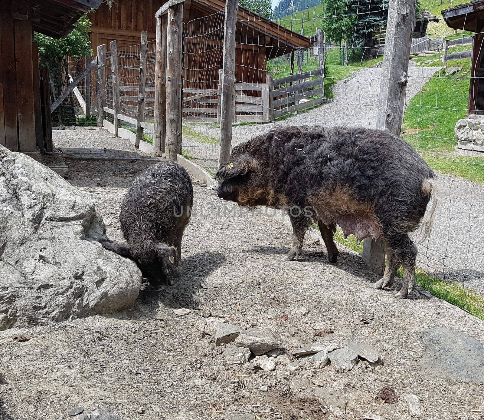 Wollschwein, Sus scrofa f. domestica, Mangalica