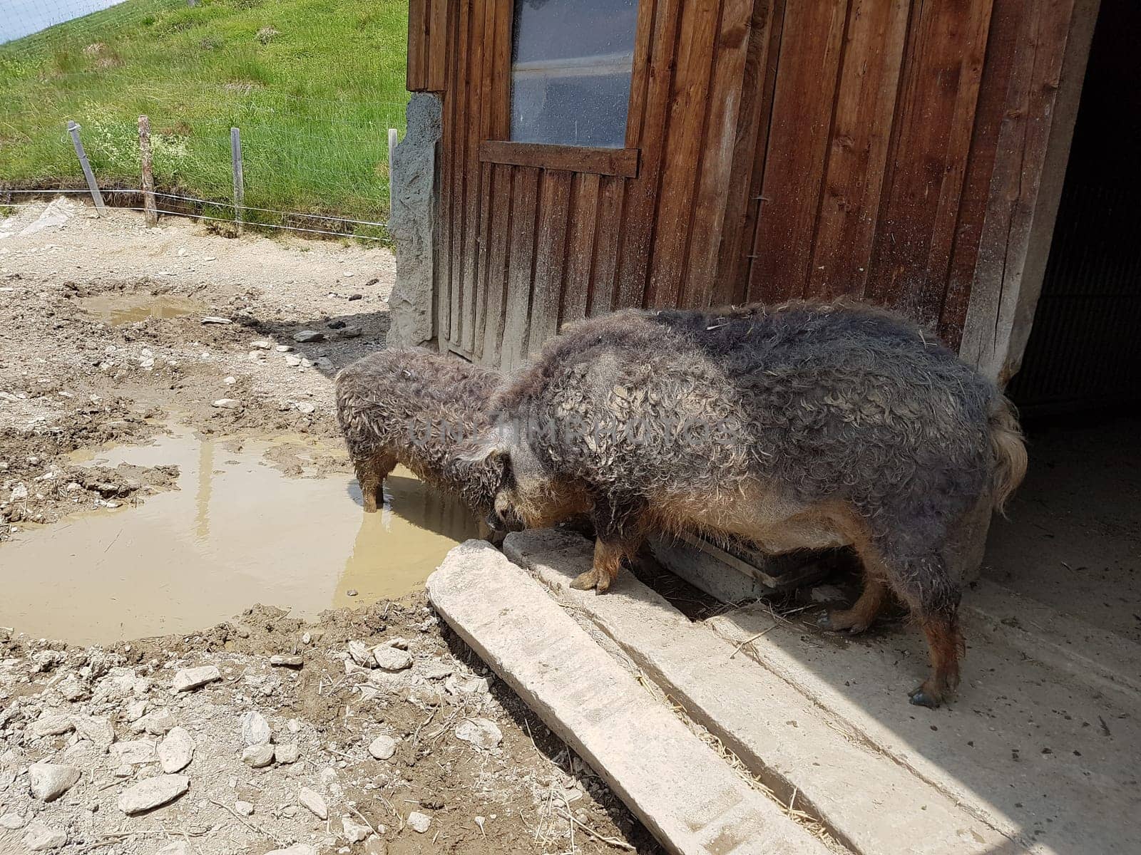 Wollschwein, Sus scrofa f. domestica, Mangalica